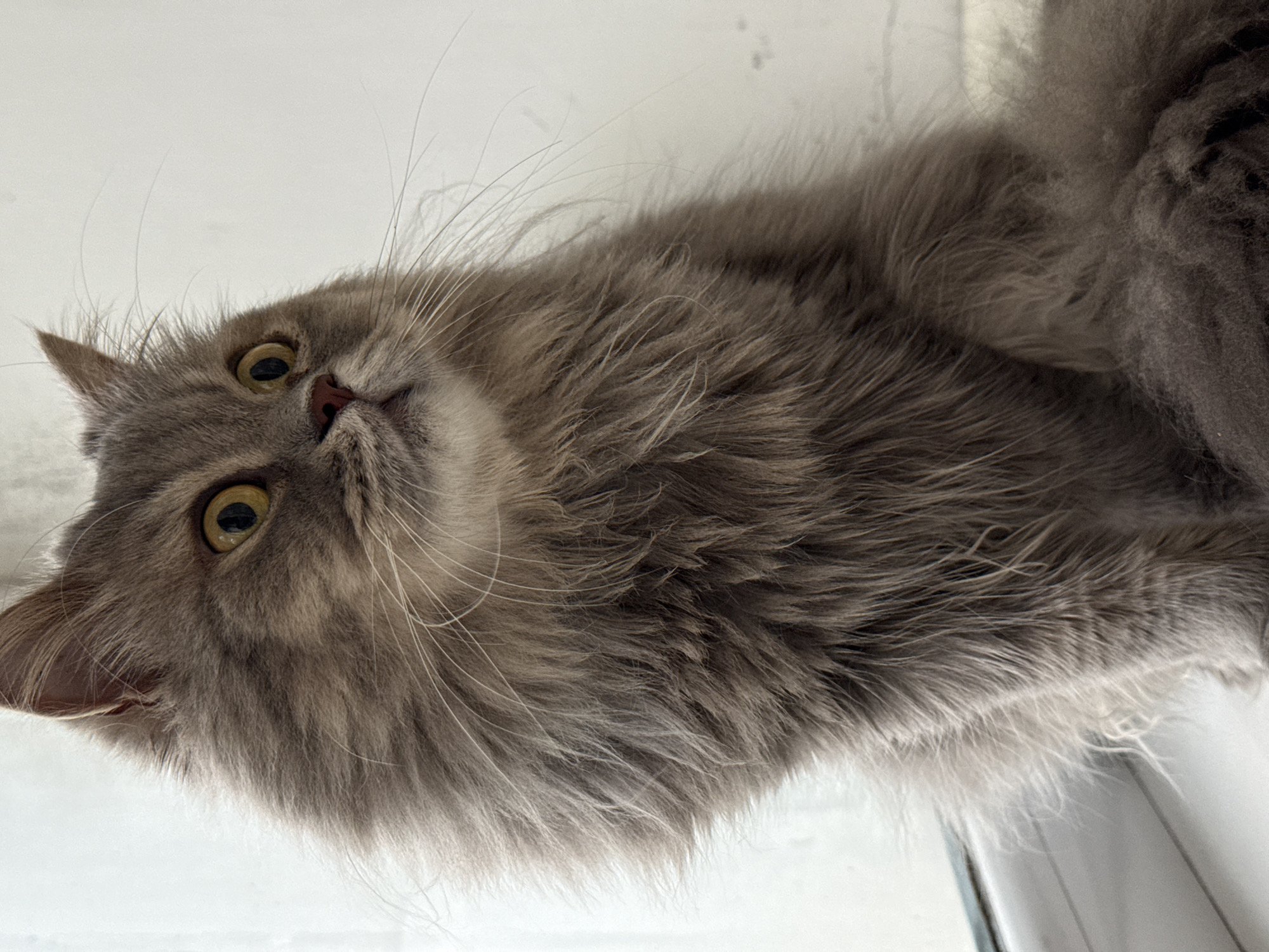 A long-haired gray cat with yellow eyes is sitting on a windowsill, looking to the right. The background is a plain white wall. The image does not contain any information about the city of Luhansk, Ukraine.