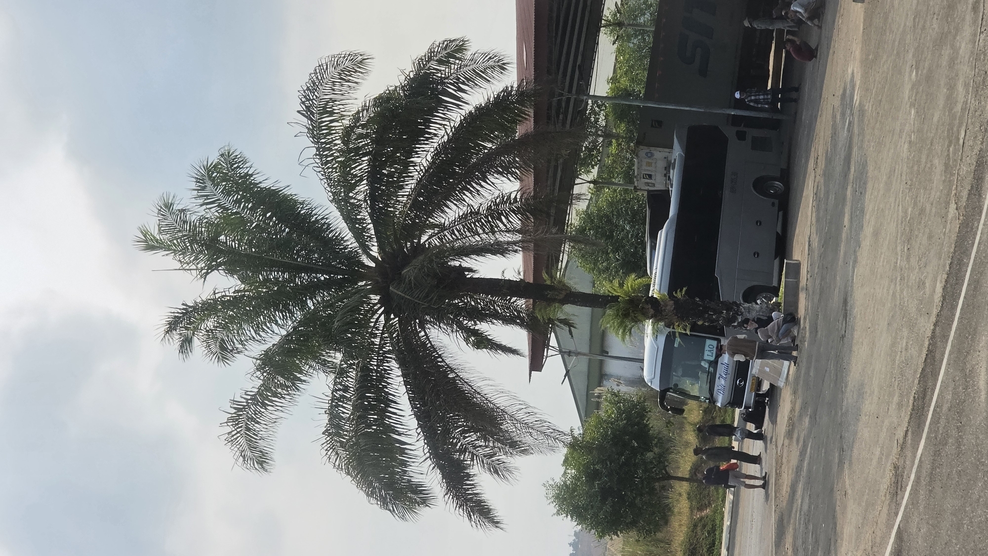 The image depicts a bus station in Bo Y, Vietnam, evidenced by signage on the buses. A large palm tree is centered in the frame, obscuring a portion of the building behind it. Several buses are parked in a row, with individuals standing nearby, some appearing to be interacting with luggage or the buses. The ground is a paved surface, possibly concrete or asphalt. The sky is visible in the background, with a light overcast.