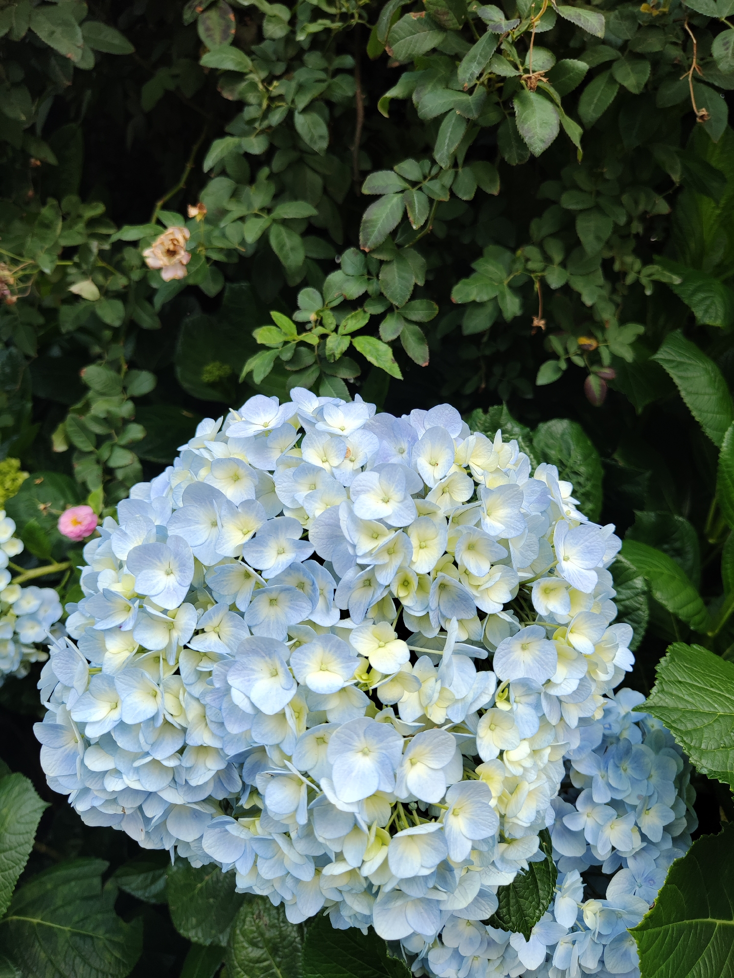 A close-up shot focuses on a lush blue hydrangea bloom nestled amongst greenery. The hydrangea is a dome of densely packed individual florets, each a soft blue with a pale yellow center. The surrounding foliage consists of rose bush leaves and larger, textured leaves, providing a backdrop of dark green. In the background, a dying rose is also visible. The location is Lâm Viên - Đà Lạt, Vietnam.