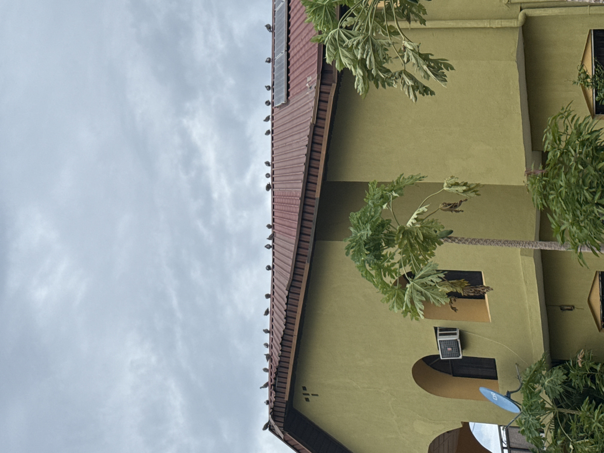 The image shows a building in Ado, Nigeria, viewed from a low angle. The building is painted a muted green. A reddish-brown roof runs along the top edge, lined with numerous birds perched along its ridge. A papaya tree stands beside the building, its large leaves visible in the foreground. Windows and an air conditioning unit are seen on the side of the building. The sky is overcast with gray clouds. A satellite dish is mounted on the lower section of the building's wall.