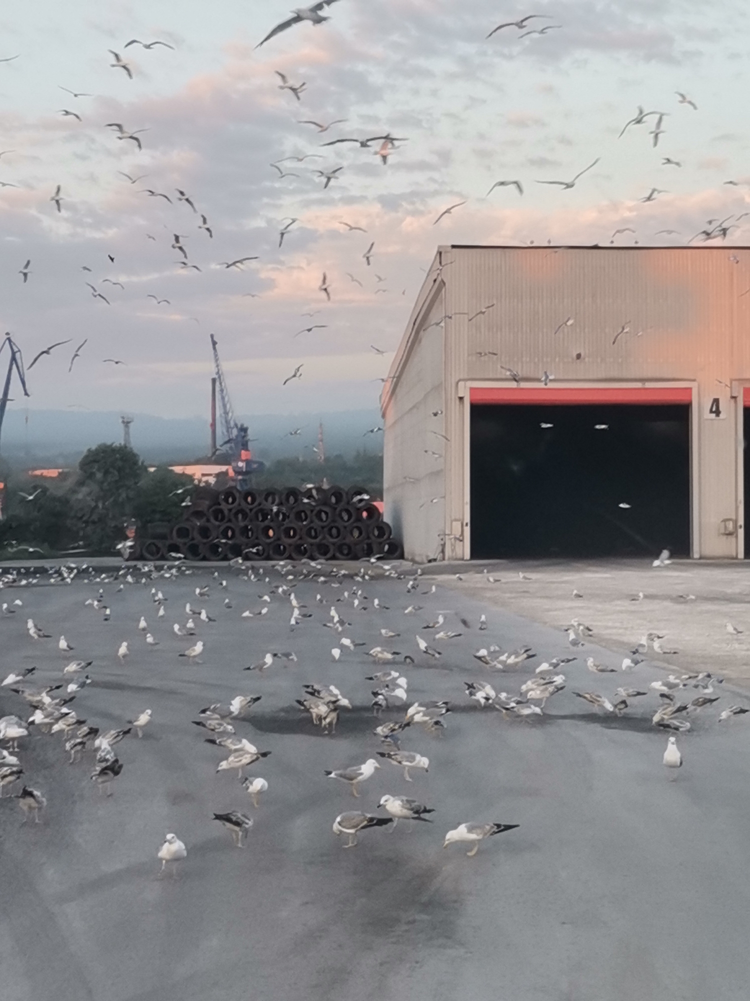 This image depicts a scene in the city of Ezerovo, Bulgaria, likely at a port or industrial area. The foreground is dominated by a large flock of seagulls gathered on a grey asphalt surface. Many of the birds are standing, while some are in various stages of walking or have their wings outstretched as if about to take flight.
In the mid-ground, a large pile of stacked tires is visible, suggesting a storage or disposal area. Behind the tires, industrial structures are present, including cranes and buildings. One building, with a corrugated metal facade and a large opening with red doors, is a prominent feature. The number "4" is visible on the side of this building. The sky above is partly cloudy with hues of pink and orange, indicating either sunrise or sunset. The overall impression is a bustling industrial environment populated by a significant number of seagulls.