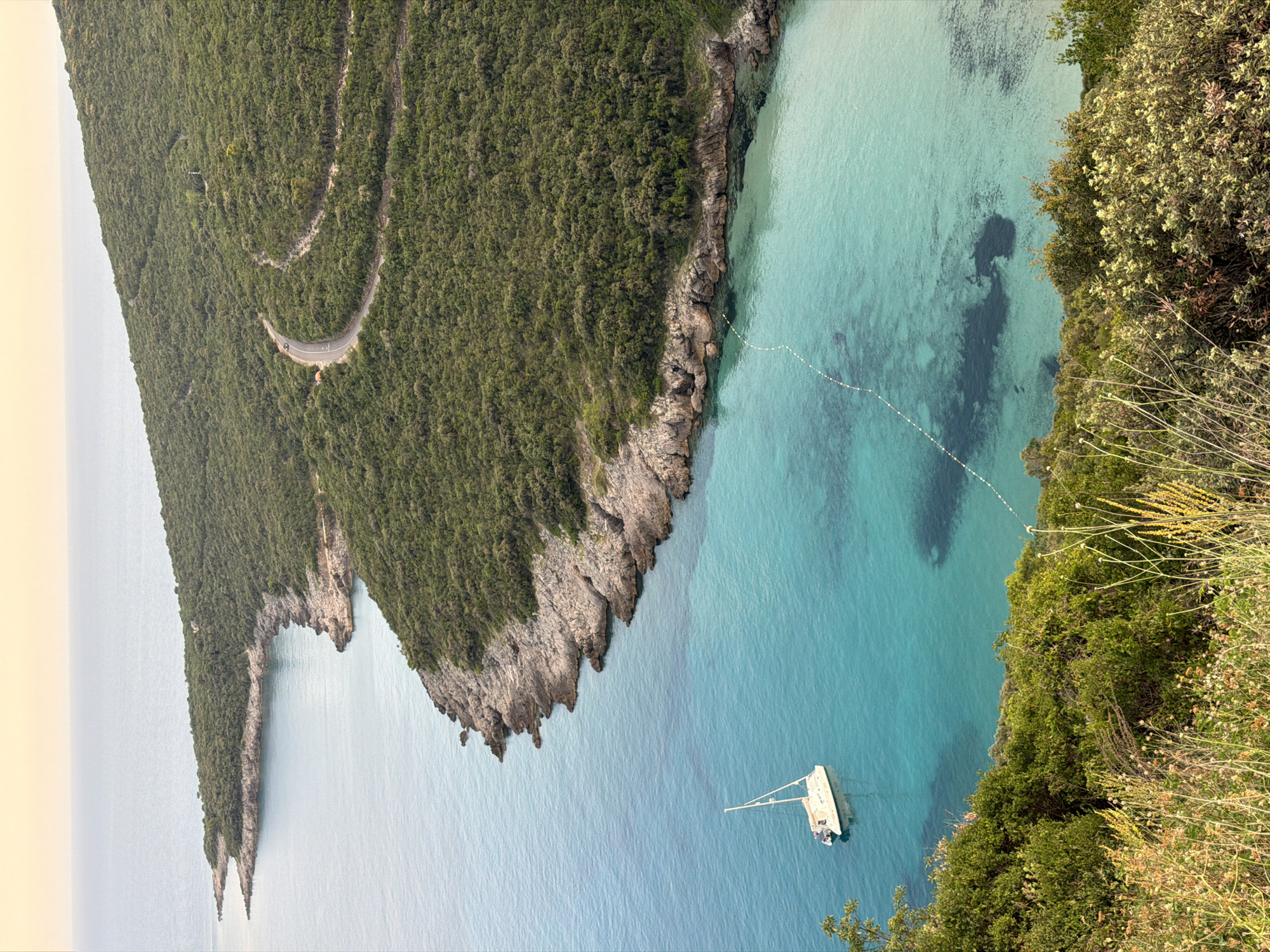 An aerial view captures the coastline of Dubraljevina, Montenegro, where a lush green hillside meets the crystal-clear turquoise waters of the Adriatic Sea. A winding paved road snakes its way through the dense vegetation on the hillside, with two vehicles visible on it. In the tranquil bay below, a white catamaran is anchored. The shallow seabed is visible through the translucent water, revealing dark patches of underwater vegetation or rock formations. A white floating line with small buoys marks a boundary in the water. The scene is framed by a foreground of wild grasses and flowering plants on the elevated terrain.