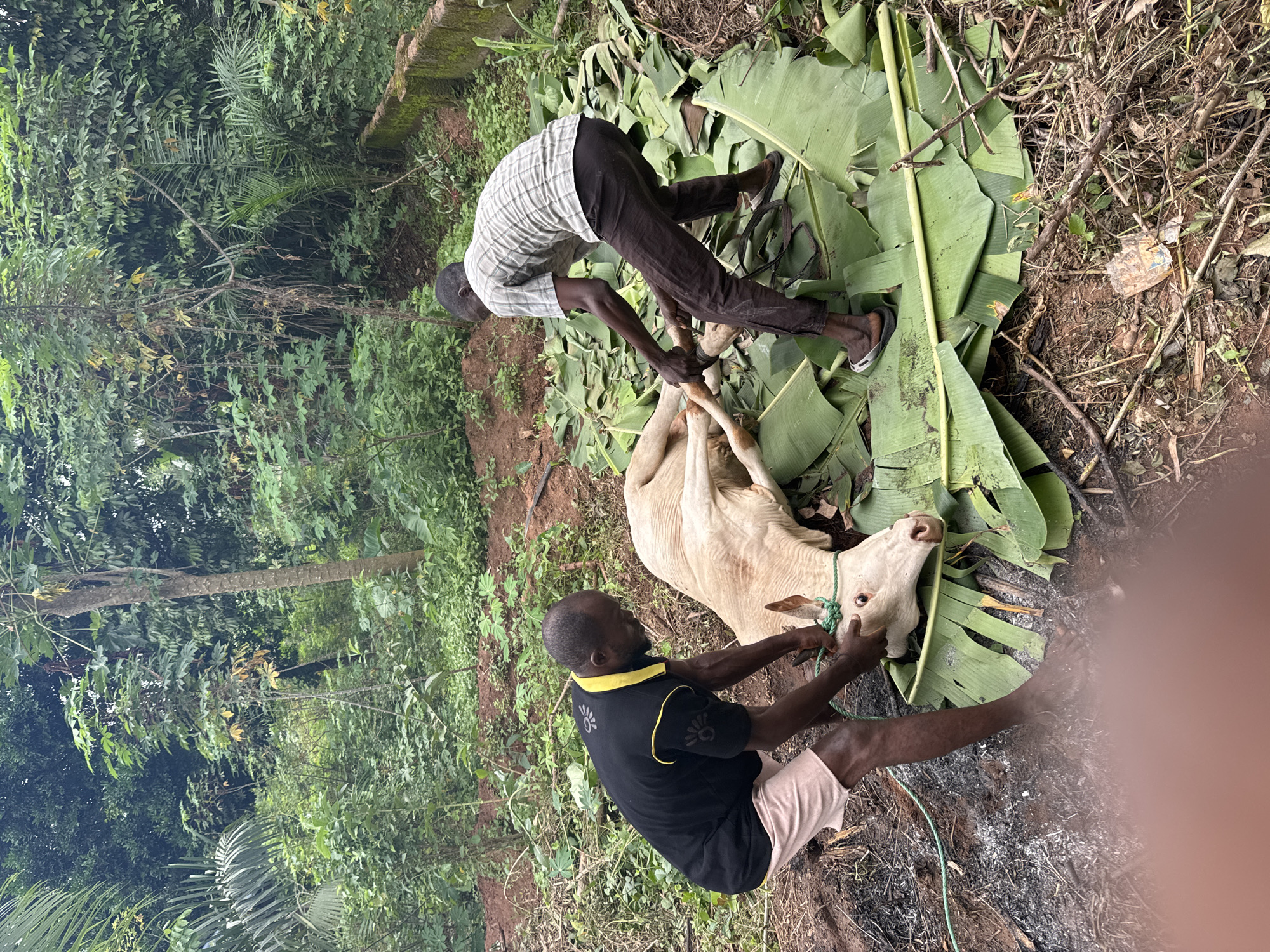 Two men are restraining a pale cow lying on a bed of banana leaves. One man, wearing a plaid shirt and dark pants, is kneeling and holding the cow's forelegs. The other, wearing a black shirt with yellow trim and light-colored shorts, is kneeling and holding the cow's head. The scene appears to be in a natural, outdoor environment in Eziudo, Nigeria. The background includes trees, vegetation, and exposed soil.