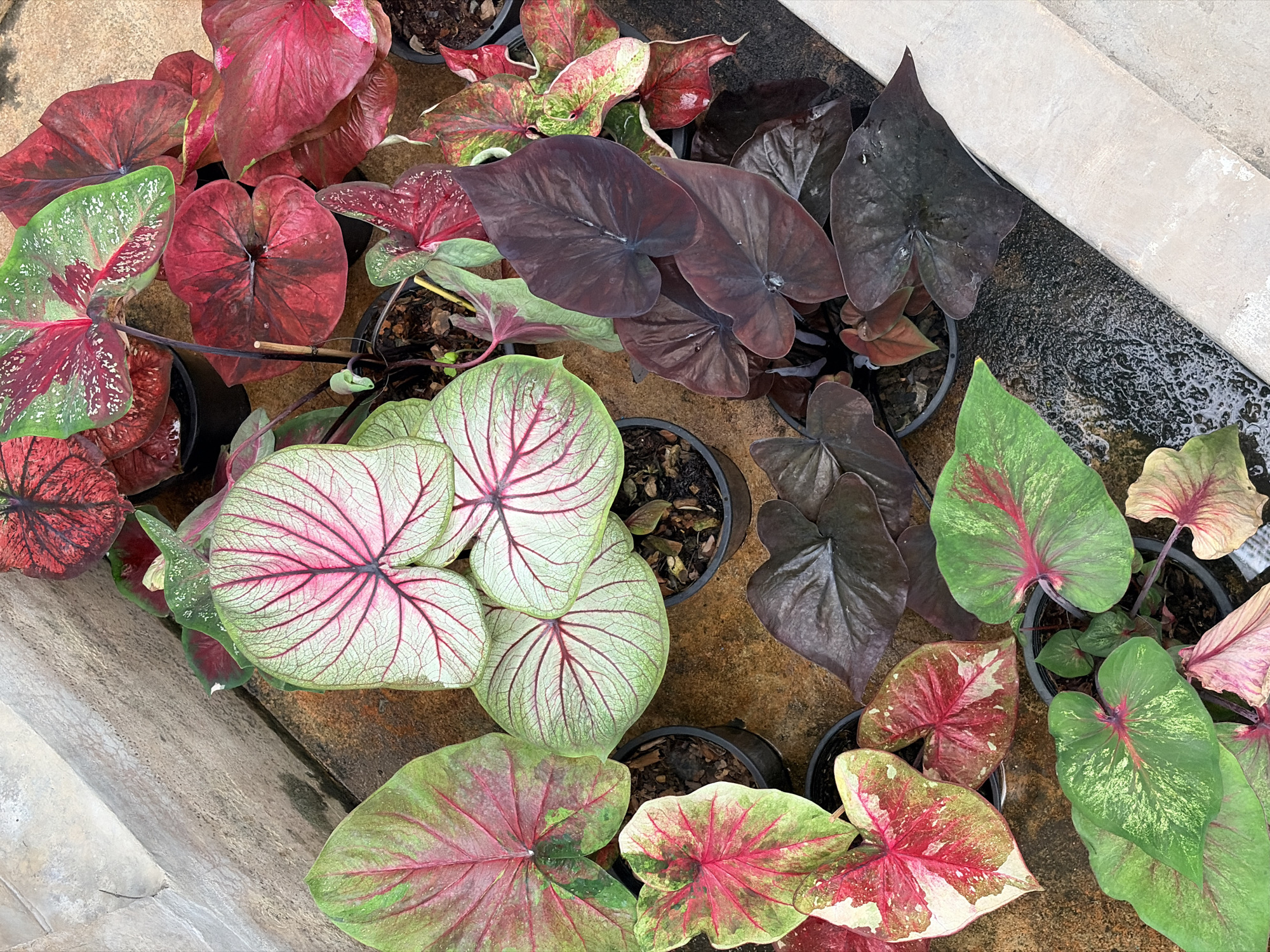 This image captures a collection of potted Caladium plants, displayed in a garden setting. The plants exhibit a vibrant array of leaf colors and patterns, ranging from deep reds and purples to bright greens and whites, with intricate veining. They are arranged in black plastic pots, some of which are partially visible. The ground surface appears to be a mixture of concrete and possibly damp earth or gravel, suggesting an outdoor or semi-outdoor location. The background shows a textured concrete wall or structure, possibly a planter or a building element. The lighting indicates it is daytime. The scene is devoid of human presence. While specific landmarks are not identifiable, the overall aesthetic and plant types are consistent with horticultural displays found in botanical gardens, nurseries, or private residences within Chiang Mai City Municipality, Thailand, where such tropical foliage is popular.