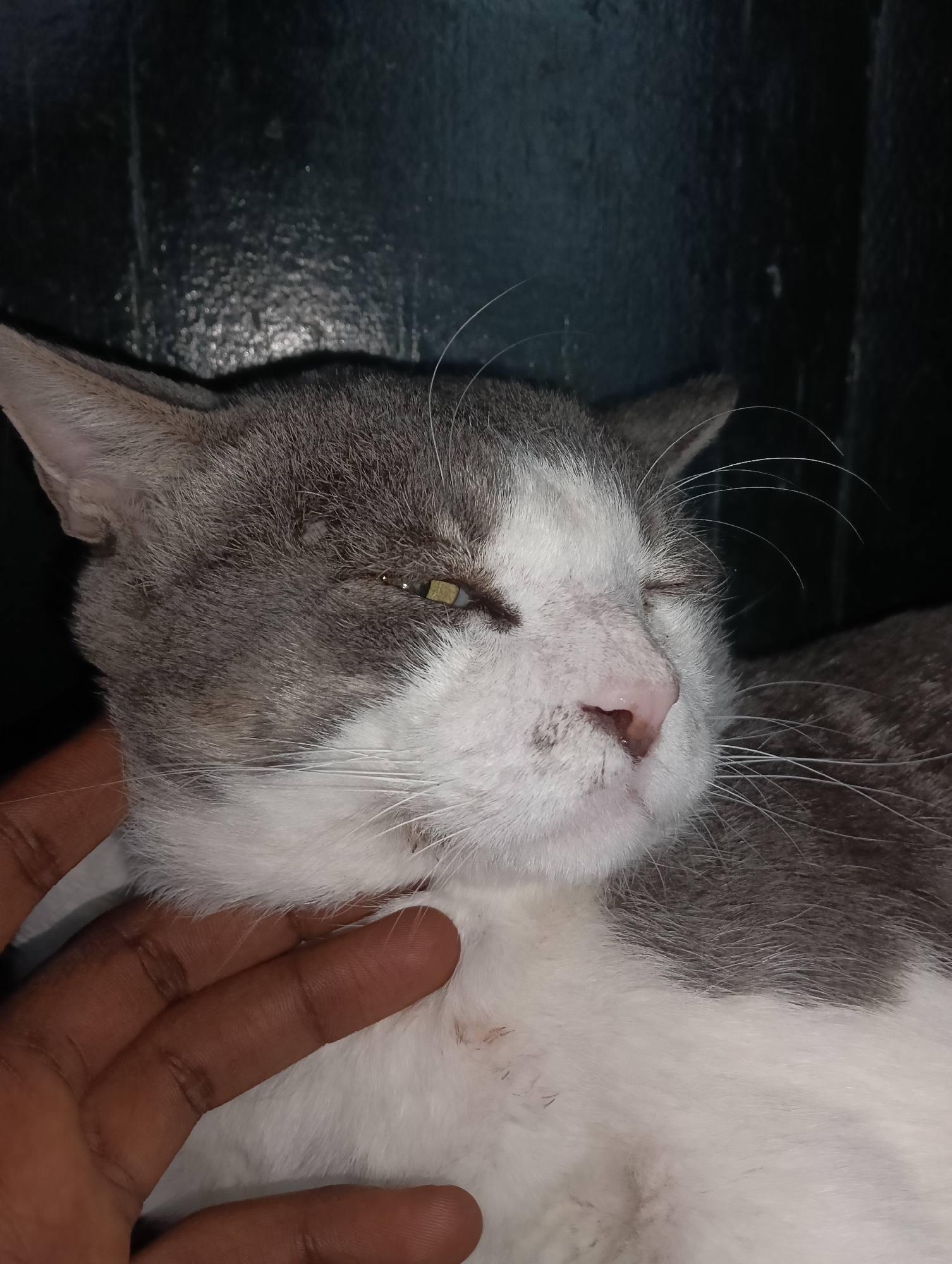 The image displays a close-up of a domestic short-haired cat, characterized by white fur on its face and lower body, with grey markings on its head, ears, and back. The cat's right eye (viewer's perspective) is partially open, revealing a yellow-green iris, while its left eye is mostly closed or squinting. It has a pink nose, a white muzzle with minor darker spots, and prominent white whiskers. A human hand, exhibiting dark brown skin pigmentation, is gently positioned against the cat's neck and lower jaw area, indicating an interaction of petting or holding. The background is a uniformly dark, textured surface, likely an indoor wall or panel. There are no discernible visual elements within the image to identify a specific location within Nairobi, Kenya.