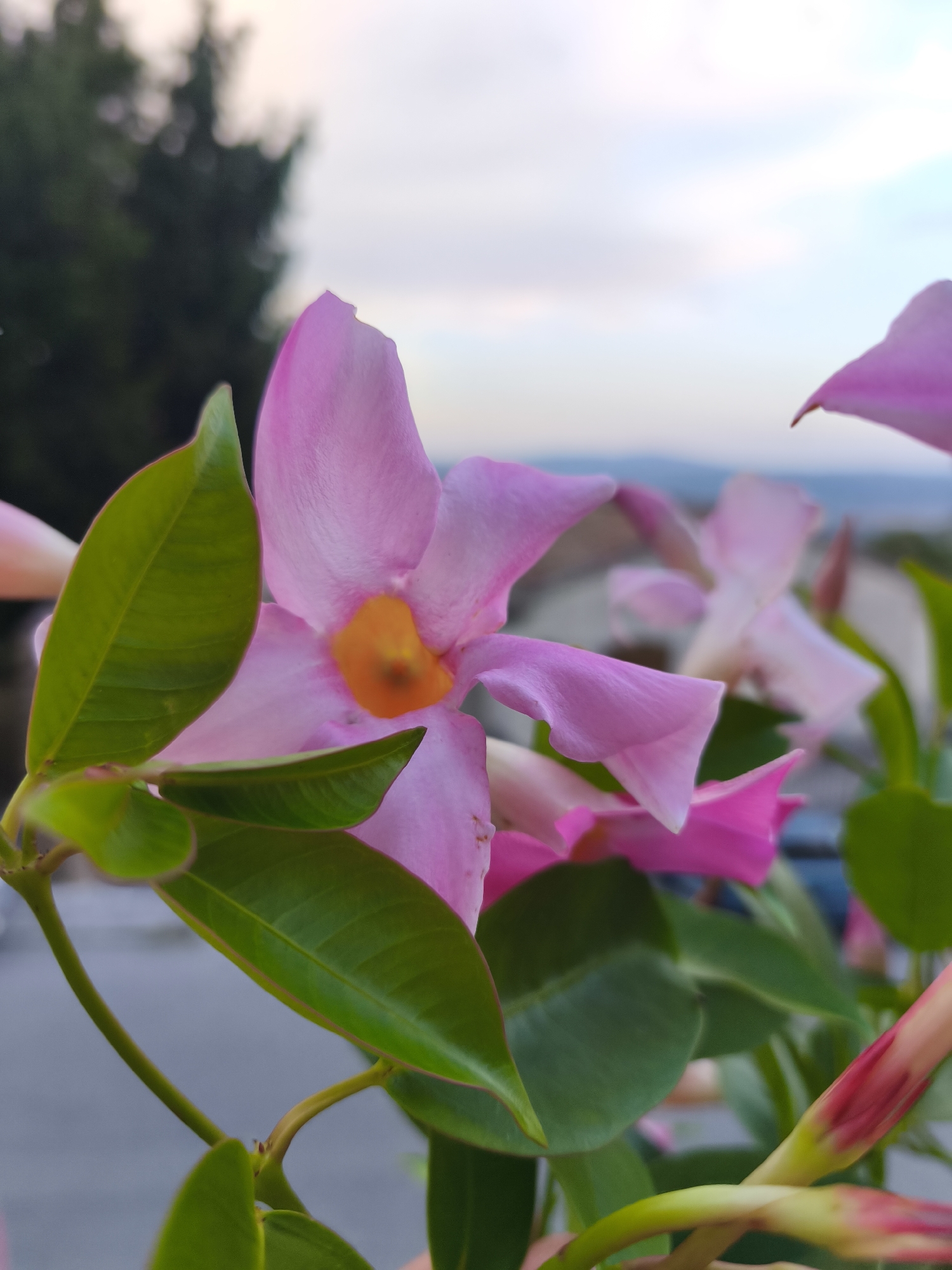 A close-up, low-angle shot captures a cluster of pink Mandevilla flowers with their trumpet-shaped blossoms and green leaves. The flowers are in various stages of bloom, with some fully open and others still in bud. The center of the open flowers features a vibrant orange-yellow throat. The background is softly blurred, showing a hint of trees, buildings, and a hazy sky, suggesting an outdoor setting, possibly in Campochiaro, Italy, given the prompt's context. The lighting is soft, likely from an overcast sky or late afternoon sun. No people are visible in the image.