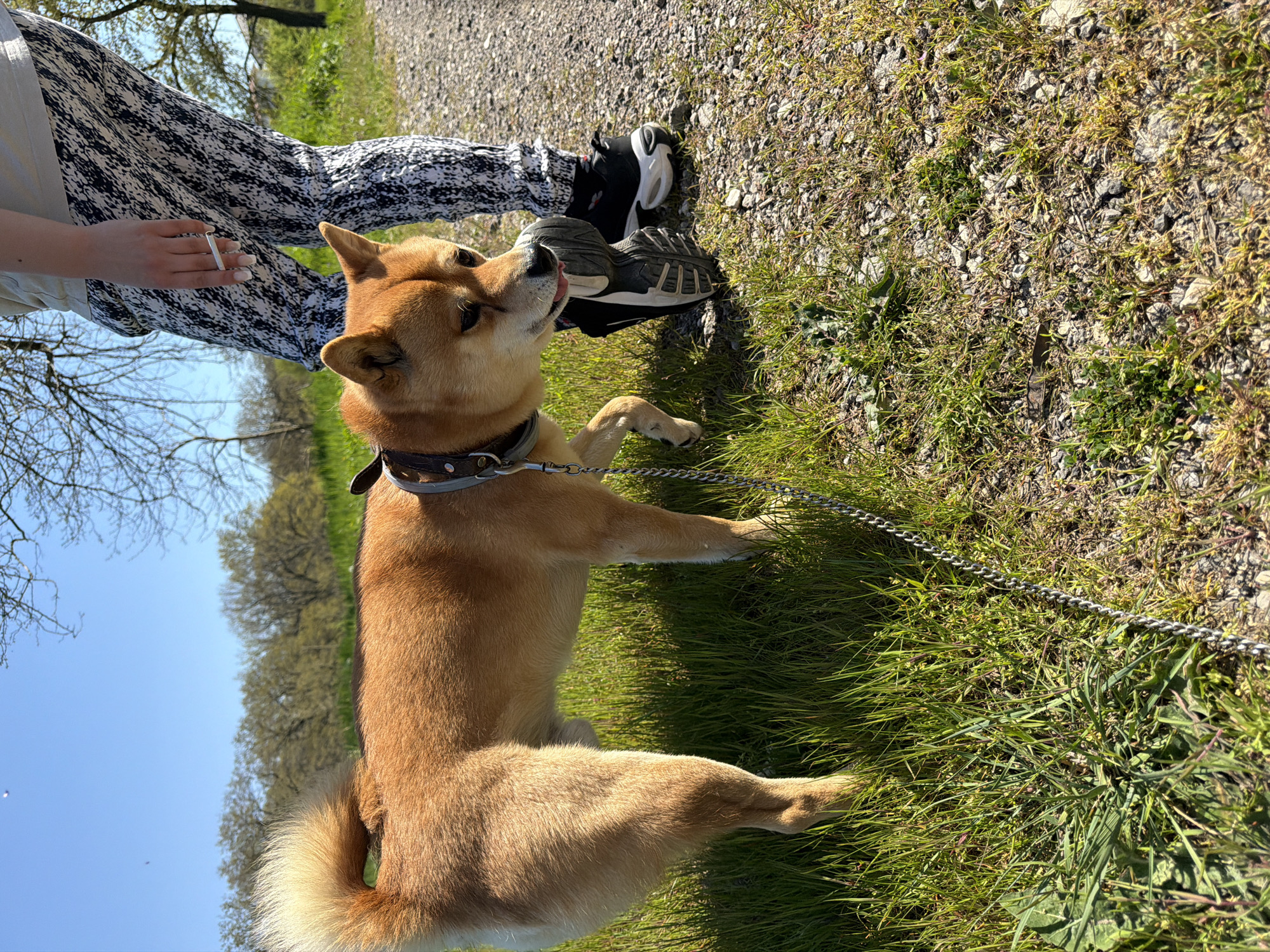 The scene depicts a Shiba Inu dog standing on green grass near a gravel path, appearing to lick a person's sneaker. The person is wearing patterned pants, a light-colored top, and holding what appears to be a cigarette in their left hand. The dog is wearing a dark collar and is attached to a chain leash. The environment suggests an outdoor setting, potentially a park or rural area, with trees visible in the background under a blue sky. Based on the request, this scene is located in the city of Priseltsi, Bulgaria.