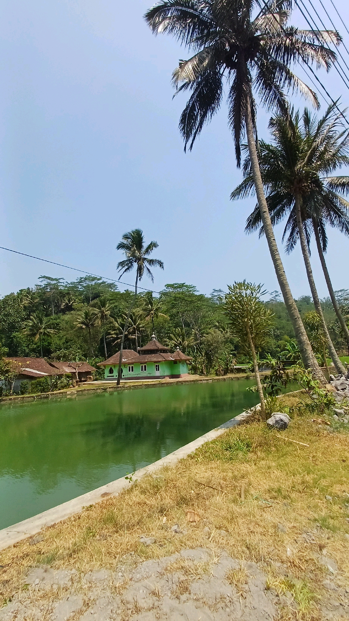 The image depicts a serene natural scene in Pringsurat, Indonesia. A tranquil, emerald-green pond dominates the foreground, its surface reflecting the surrounding lush vegetation. Along the edge of the pond, a low concrete wall borders dry, golden grass.
In the mid-ground, a cluster of traditional Indonesian houses with reddish-brown tiled roofs are nestled amongst the trees. Prominently featured is a vibrant green building with white-framed windows, possibly a place of worship or a community hall, distinguished by its domed roof.
The background is a dense tapestry of tropical foliage, with a variety of trees, including several tall coconut palms, reaching towards a clear, pale blue sky. Power lines are visible crisscrossing the upper portion of the frame, indicating human infrastructure amidst the natural beauty. The overall impression is one of peaceful coexistence between nature and local dwellings in a tropical environment. There are no people or animals visible in the image.