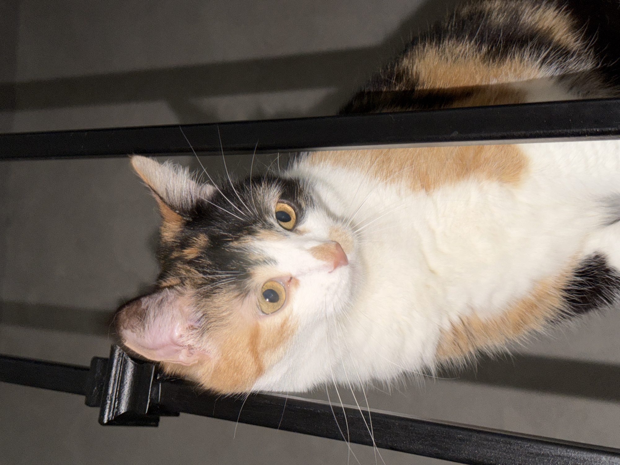 A calico cat, positioned horizontally, looks directly up at the camera. The cat's fur is primarily white with patches of orange and black. Its eyes are amber colored. The cat is situated behind a black, metal structure consisting of horizontal bars. The location is not discernible from the image.