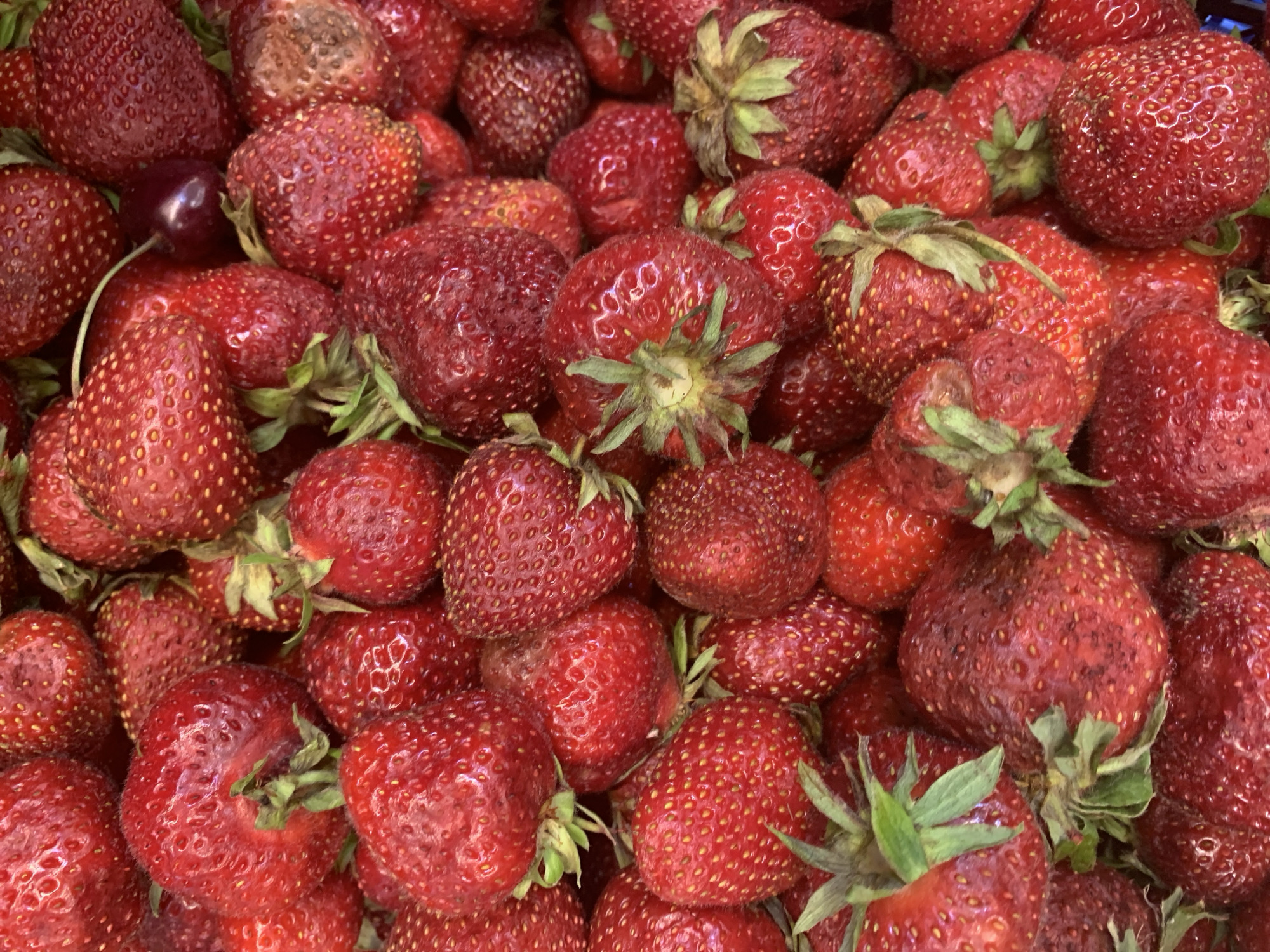 This is a close-up, overhead shot of a pile of fresh, ripe strawberries, with one dark red cherry nestled amongst them. The strawberries are vibrant red, some with a slightly lighter blush, and their seeds are clearly visible. The green caps of the strawberries are also visible, adding a touch of contrast to the red. The lighting is bright and natural, suggesting it was taken during the daytime. The overall impression is one of freshness and abundance, evoking the feeling of a summer harvest. There is no visible text, and the setting is simply a collection of fruit. The activity, or rather the state, is that the fruit is piled together, likely ready to be eaten or prepared.