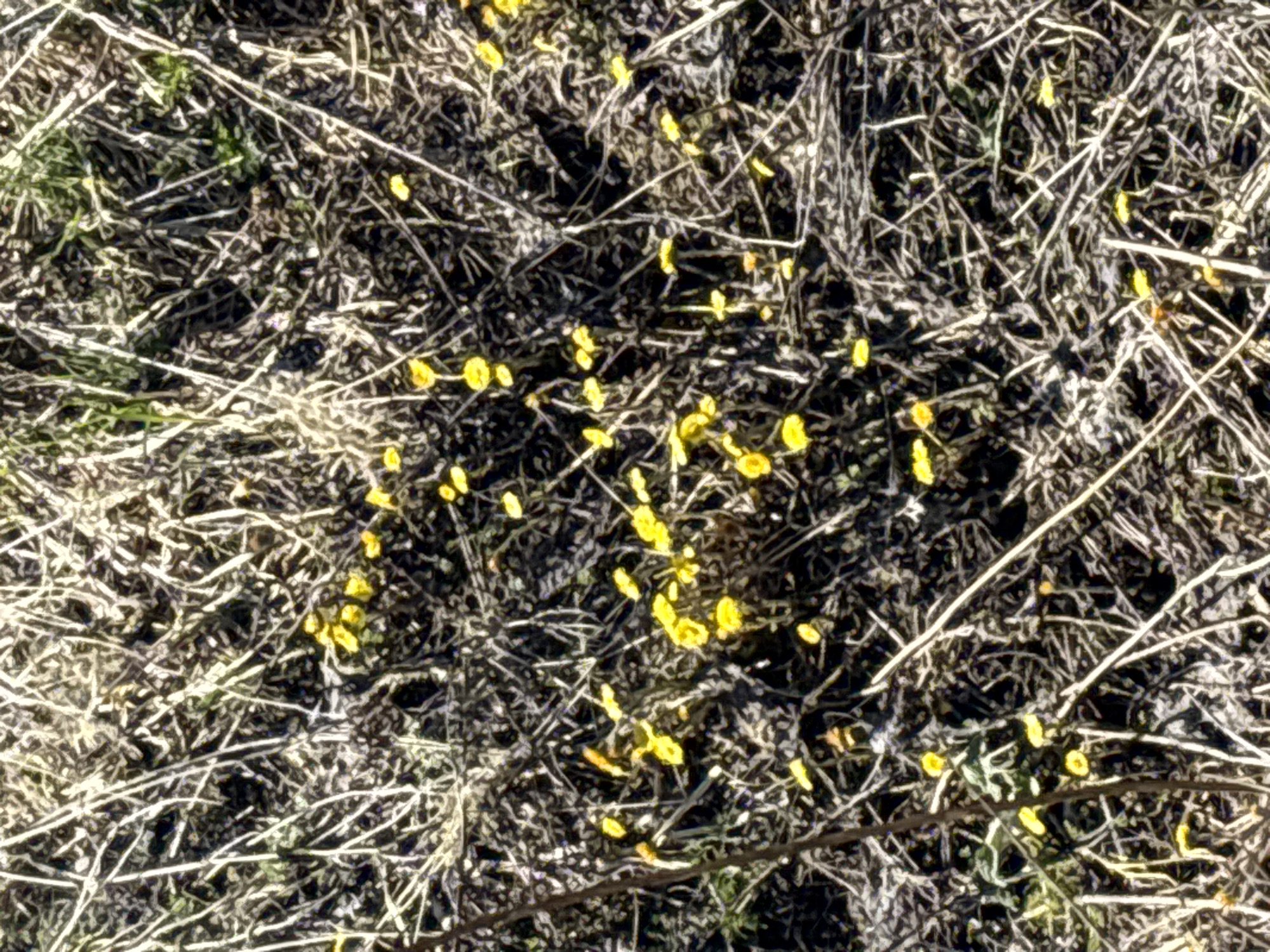 A close-up, ground-level photograph captures a natural outdoor scene in Razdolye, Russia, featuring numerous small, bright yellow, cup-shaped fungi. These fungi, possibly a species of cup fungus, are scattered across dark soil and nestled within a dense layer of dry, tangled plant debris. The ground cover consists primarily of light-colored, straw-like blades of dead grass, thin twigs, and other organic matter, creating an intricate pattern of crisscrossing lines. Some sparse green vegetation is also visible amidst the dry detritus. The scene is illuminated by bright daylight, casting subtle shadows that highlight the texture of the ground cover. No discernible activity or events are taking place, and there is no visible text. The overall impression is one of natural growth in a wild or uncultivated environment.