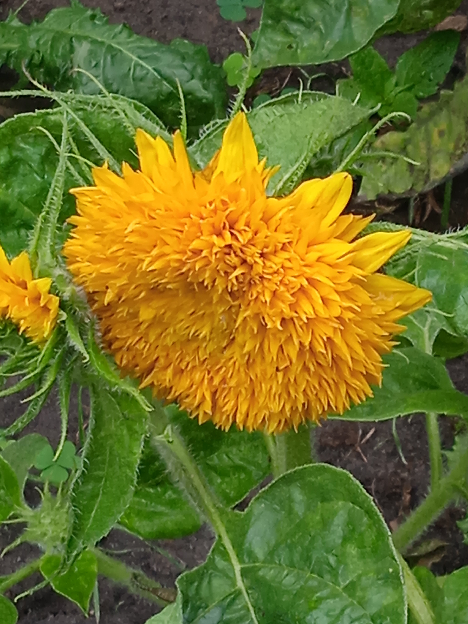 A close-up, eye-level shot features a fluffy, bright yellow sunflower bloom with a dense, layered center and pointed petals. To the left of the main flower, a smaller, partially visible sunflower bloom is also present, with similar yellow petals. The flowers are surrounded by lush, green foliage, with the leaves appearing somewhat ruffled and textured. Stems and finer stalks are visible, some covered in fine hairs. The background consists of dark, earthy soil, with hints of other green plants or ground cover interspersed. The lighting is natural, suggesting an outdoor setting, likely a garden, during daylight. The overall impression is one of vibrant floral beauty in a natural environment.