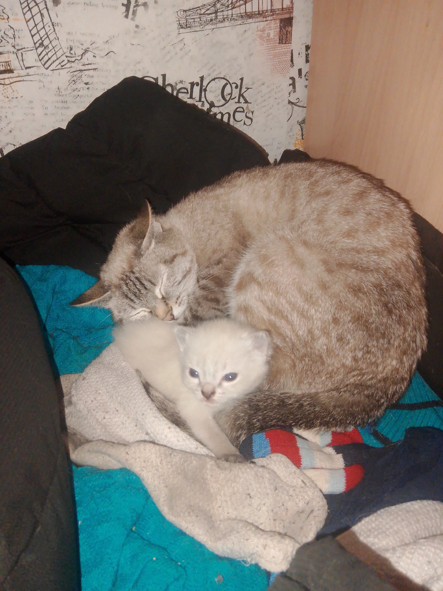 A tranquil indoor scene from Votkinsk, Russia, shows a mother cat and her kitten resting together. The adult cat, a light brown or sandy-colored tabby, is curled up in a deep sleep, her head nestled into her body. Beside her, a tiny, pale cream-colored kitten with blue eyes is awake and looking towards the viewer, nestled against its mother's warmth.
The cats are situated on a pile of soft bedding and clothes, including a bright teal blanket or towel, a light grey knitted fabric, and a colorful striped sock (red, blue, and white). A dark fabric, possibly clothing, is visible in the left foreground.
The background features a patterned wallpaper adorned with architectural drawings and visible text. The words "Sherlock Holmes" are clearly discernable on the wallpaper, along with partial views like "Ok" and "mes." A light wooden surface runs along the right edge of the frame. The lighting is dim, suggesting an evening or nighttime setting, which enhances the peaceful and intimate atmosphere. The scene conveys a sense of comfort, security, and maternal care.