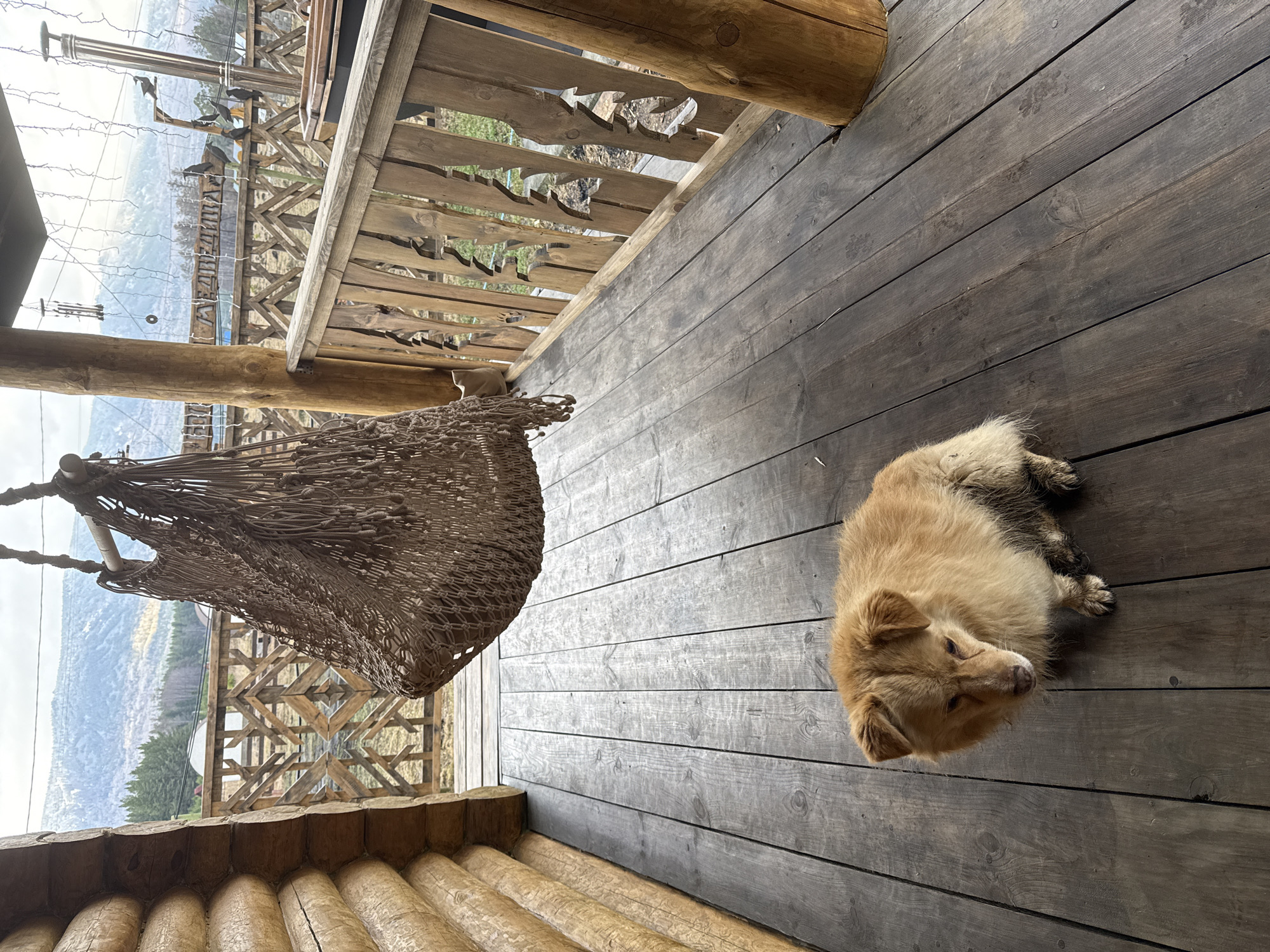 The image depicts a dog lying on a wooden deck. A hammock hangs nearby. The deck is part of a wooden structure, possibly a cabin or porch. Beyond the railing, a view of mountains and trees is visible. The location is Tyulyuk, Russia.