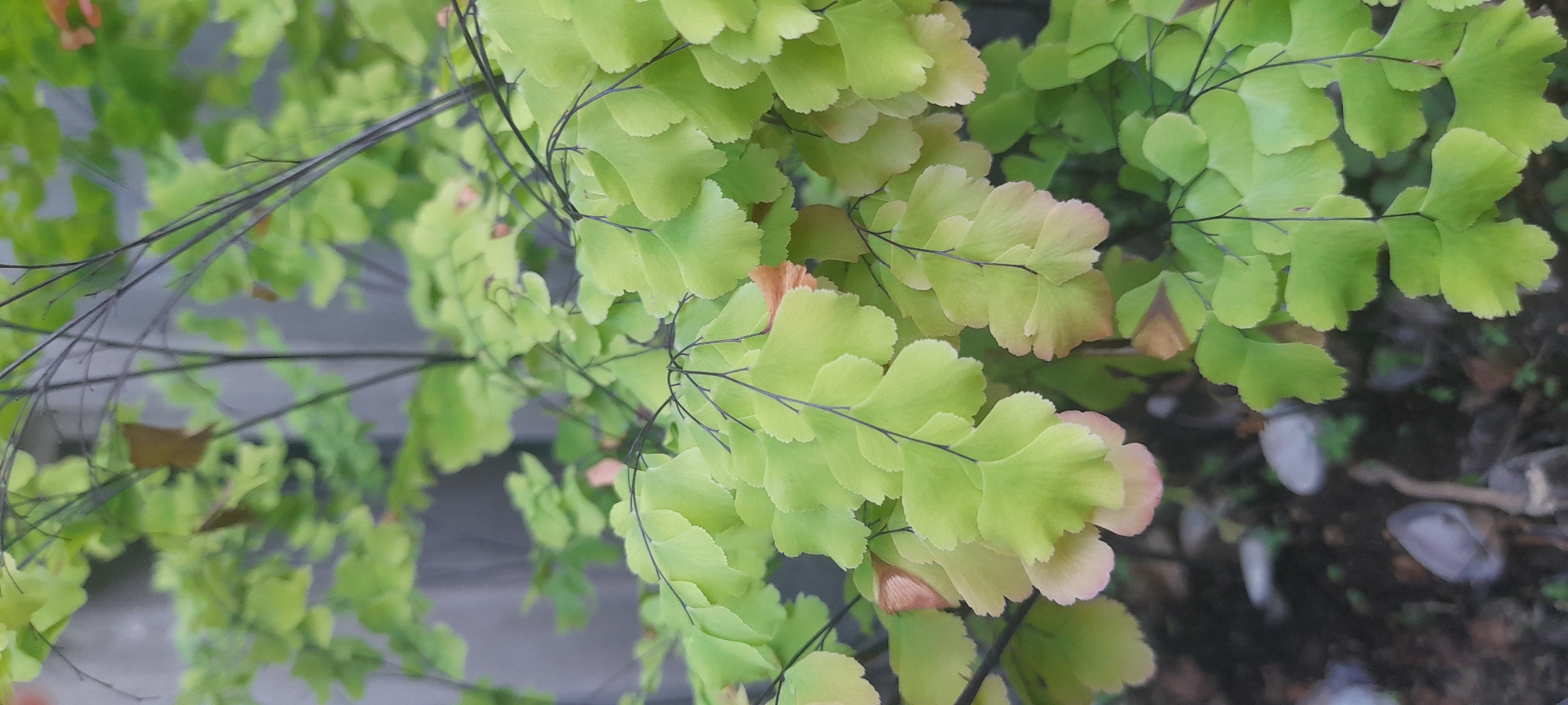 The image shows a close-up of a plant with small, light green leaves arranged in a layered pattern. The stems are thin and dark. Some of the leaves have a slight pinkish or brownish tint at the edges. The background includes a blurred gray surface, possibly a wall or pavement, and hints of other foliage. The image was taken in Buketteukuh, Indonesia.
