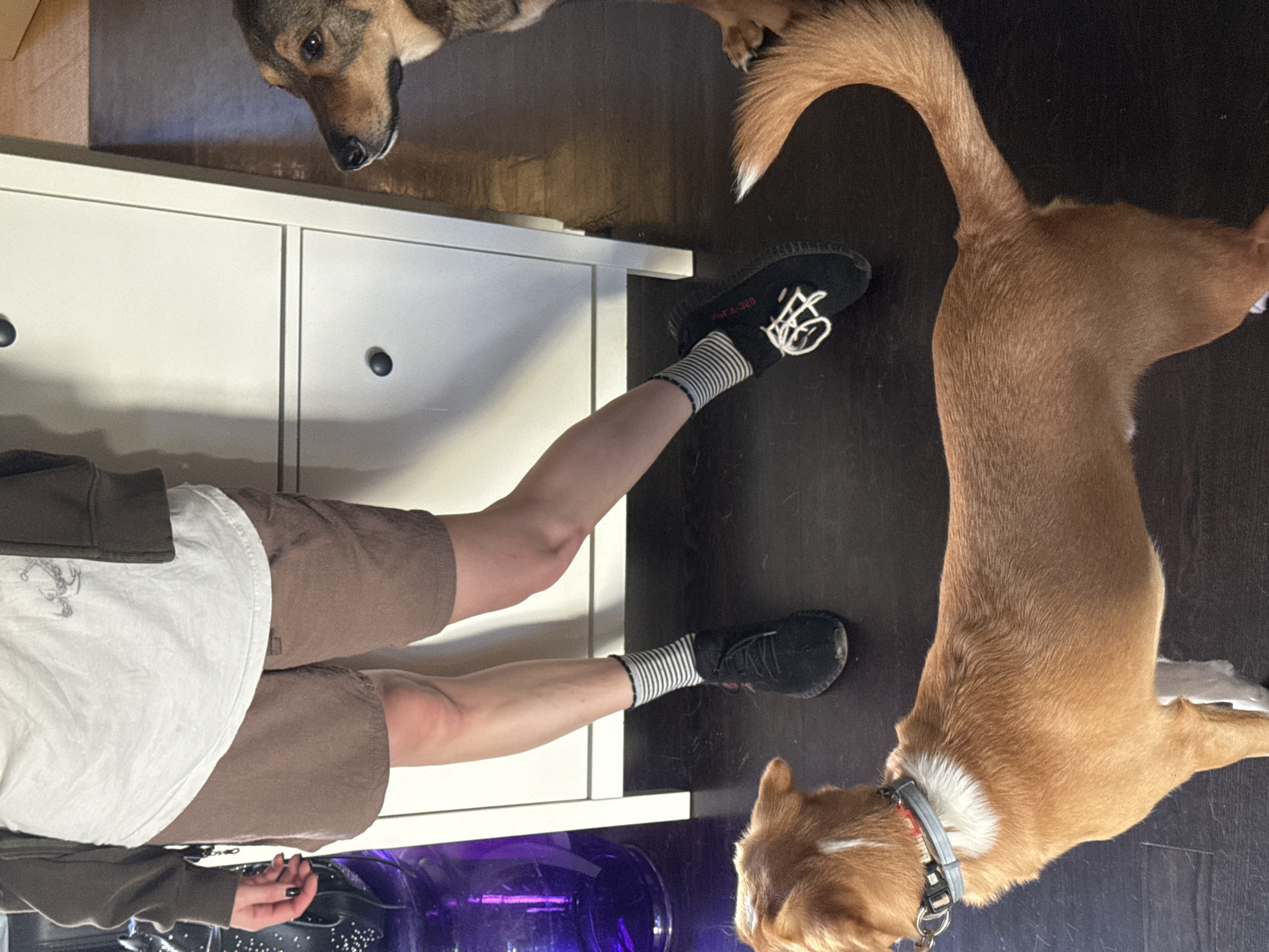 A view from above shows a person sitting on a white cabinet, wearing a white t-shirt, brown shorts, and black sneakers with white laces and striped socks. Two dogs are nearby: one is tan with a gray collar, and the other is a mix of brown and black. The background is a dark wood floor and a blue and clear object sits in the foreground. The location is not determinable from the image.