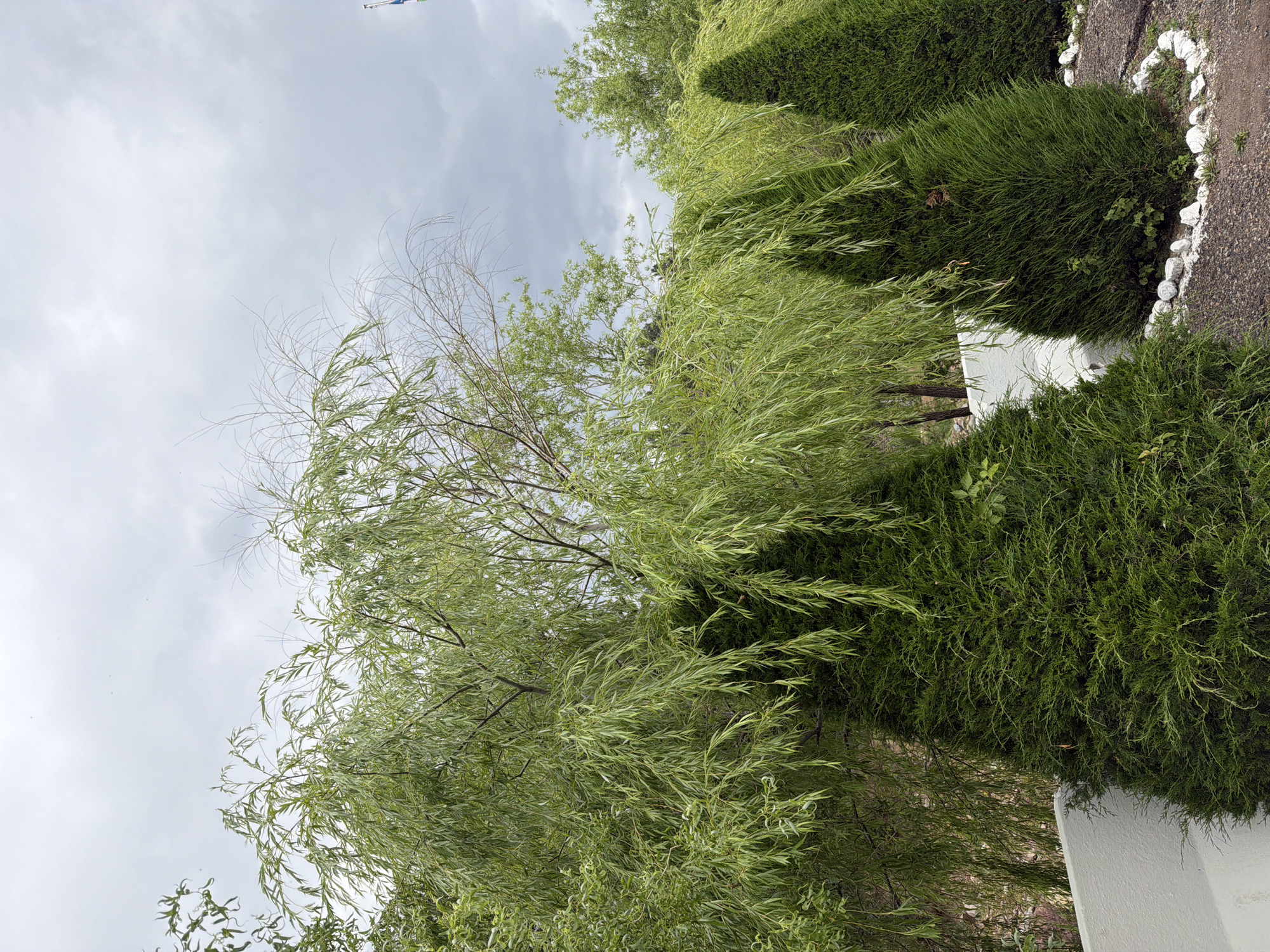 The image depicts a garden scene with lush greenery and a cloudy sky. In the foreground, there are three cone-shaped evergreen trees, one of which is partially obscured by a weeping willow tree with long, drooping branches. The ground is covered with gravel and bordered by white stones. A white wall is visible to the left, behind the first evergreen tree. In the background, more trees and foliage are visible under a gray, overcast sky. A flag is partially visible in the upper right corner. The scene appears to be a well-maintained garden in Khumsan, Uzbekistan.