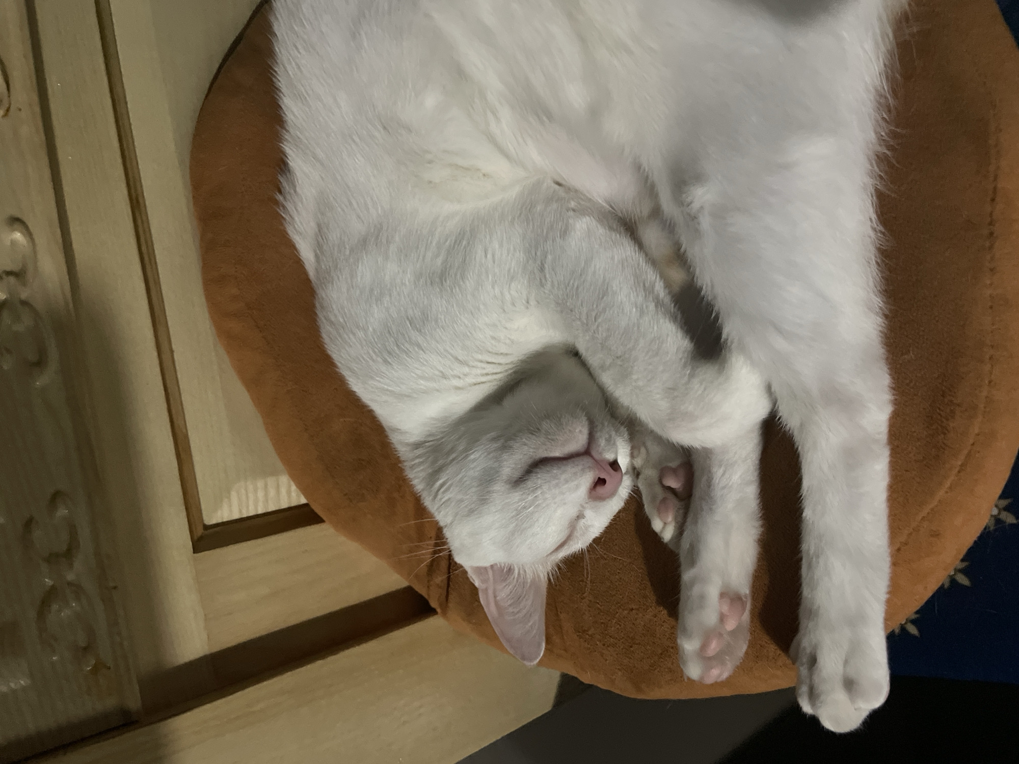 A white cat is curled up and sleeping on an orange cushion. The cat's eyes are closed, its pink nose is visible, and its paws are tucked in. In the background, a wooden piece of furniture with carved details can be seen. The image captures a peaceful moment of the cat at rest. This image was taken in the city of Phan Thiet Ward, Vietnam.