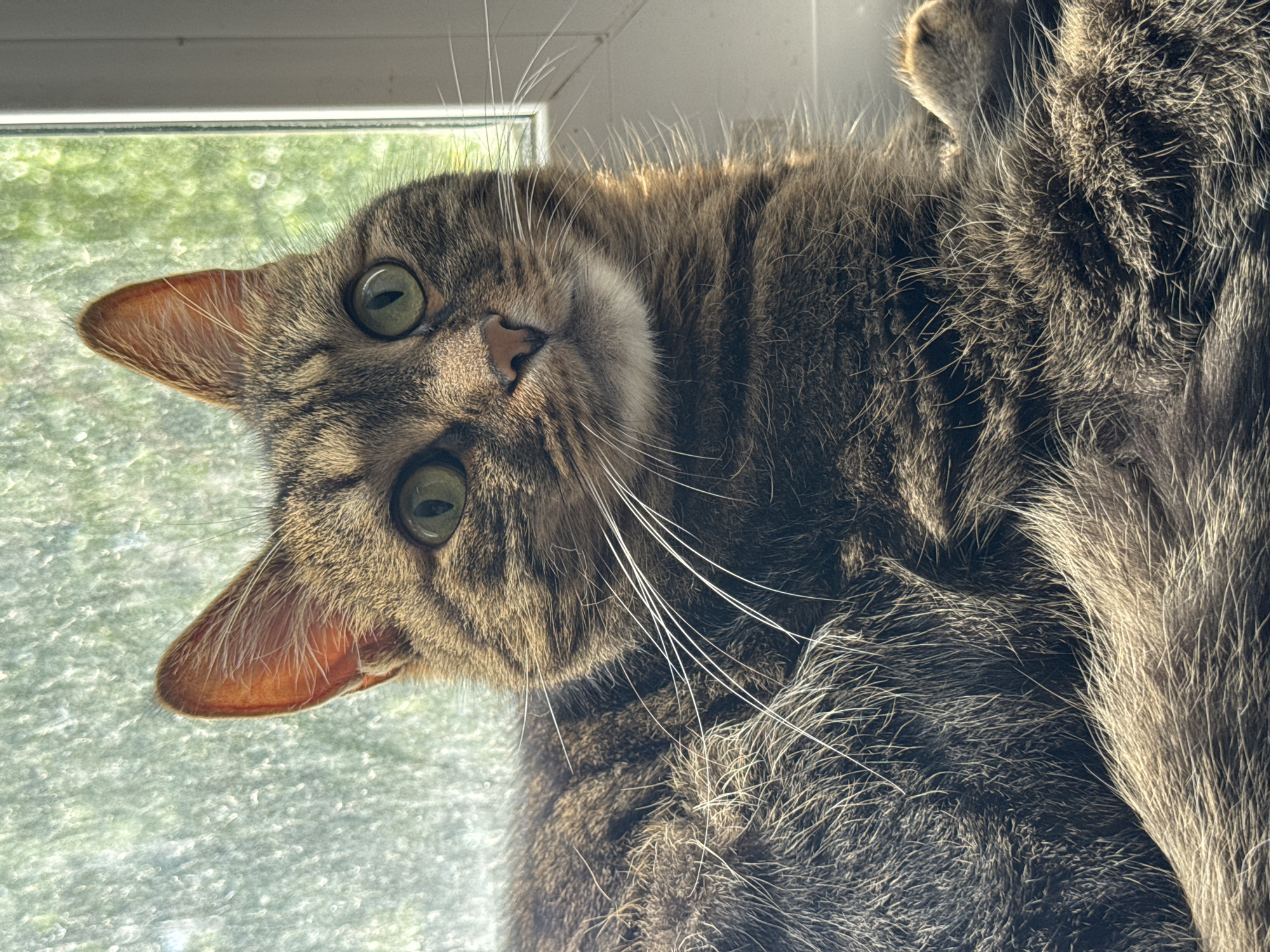 A close-up, head-and-shoulders portrait of a brown tabby cat is captured against a softly blurred green and white background, suggesting it is positioned near a window with a view of foliage. The cat is facing slightly to the right, with its large, green eyes wide open and looking towards the viewer. Its fur is a mix of brown, black, and gray stripes, with white whiskers fanning out from its muzzle. The cat's ears are pointed upwards, and the insides are a soft pinkish-orange. Sunlight illuminates its face and fur, creating highlights and shadows. The overall impression is one of a relaxed and observant feline. The image does not contain any information that would allow for identification of a specific location within Chaikovsky, Russia.