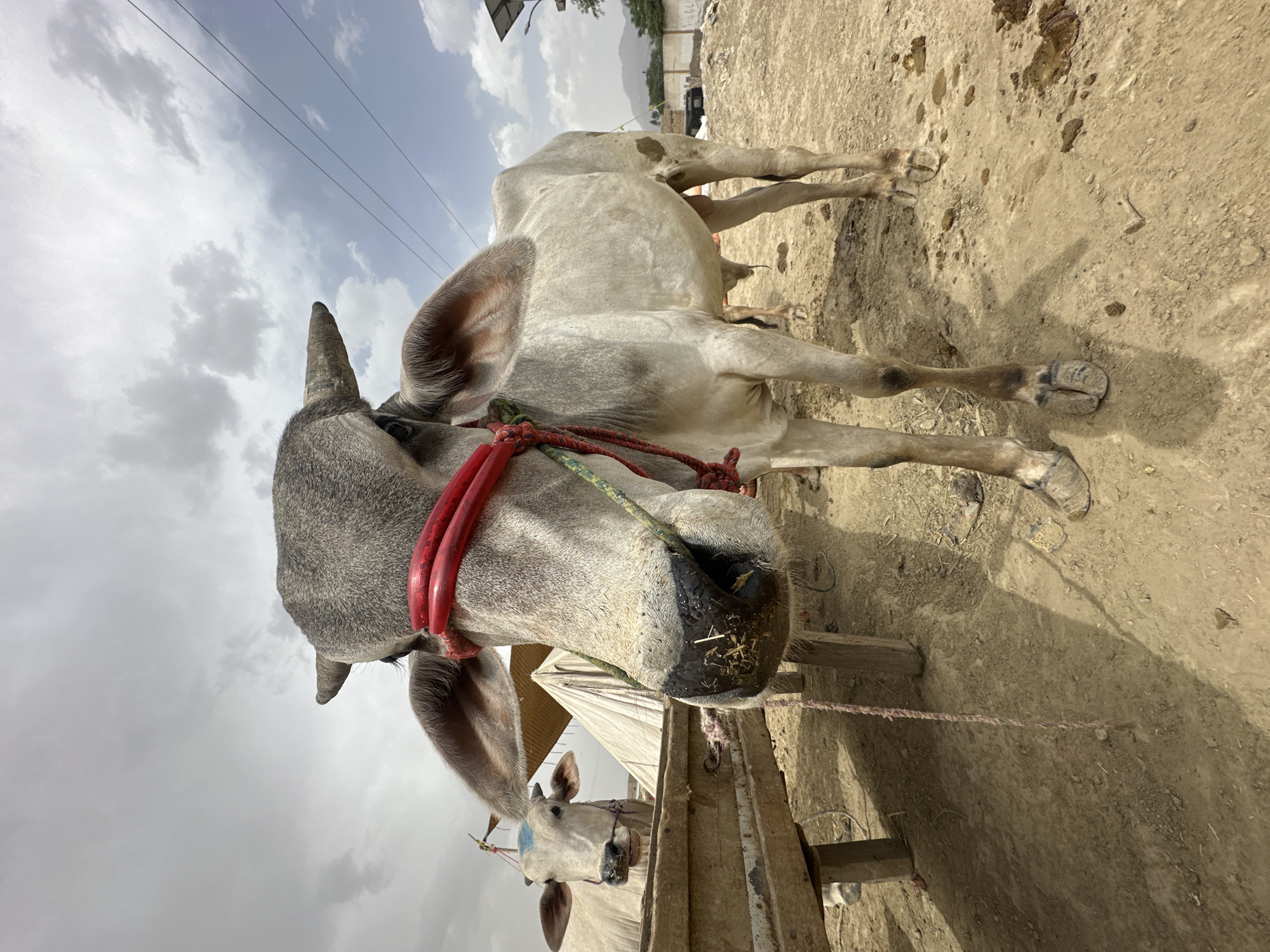 A close-up, low-angle, outdoor shot features a Zebu cattle breed in the city of Quetta City Tehsil, Pakistan. The animal is gray with horns and a red and multicolored rope halter. The halter is partly attached to a wooden feeding trough. The background consists of other cows, tents, sky, and distant, blurry buildings. The ground is sandy and barren.