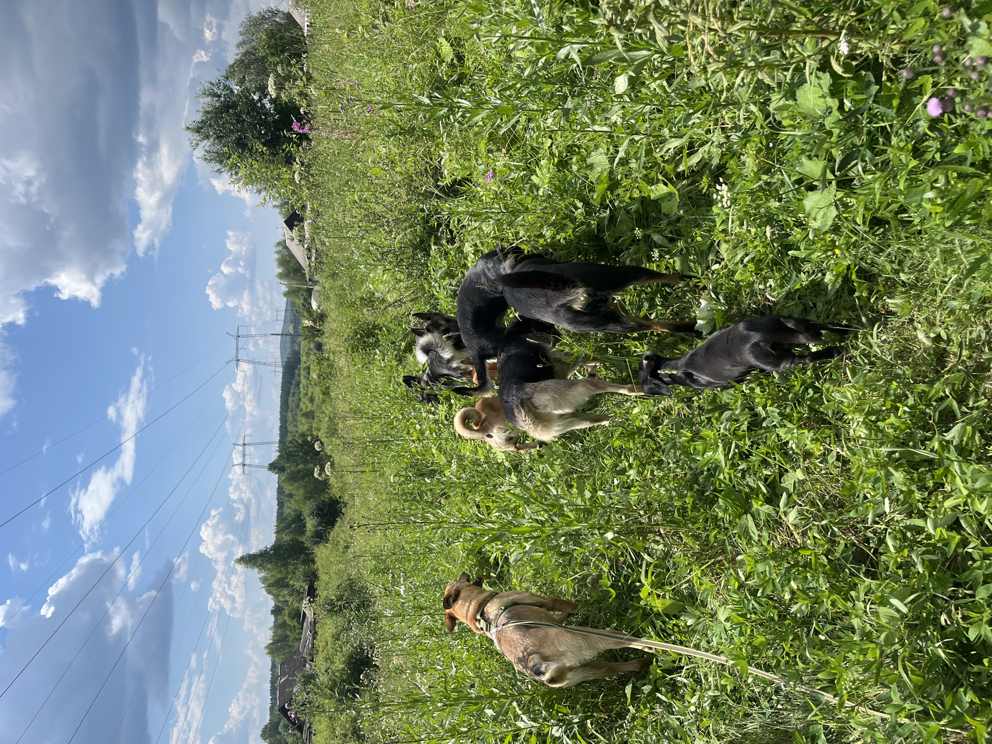 A pack of eight dogs of various breeds and sizes walks through a meadow of tall green grass and wildflowers. The dogs are walking away from the camera, moving towards a line of trees in the distance. A few buildings and power lines are visible in the background, suggesting a rural or semi-rural setting. The sky is blue with scattered white clouds. The overall scene depicts a group of dogs on a walk in a natural environment. This image was taken in a meadow on the outskirts of Nizhny Tagil, Russia.