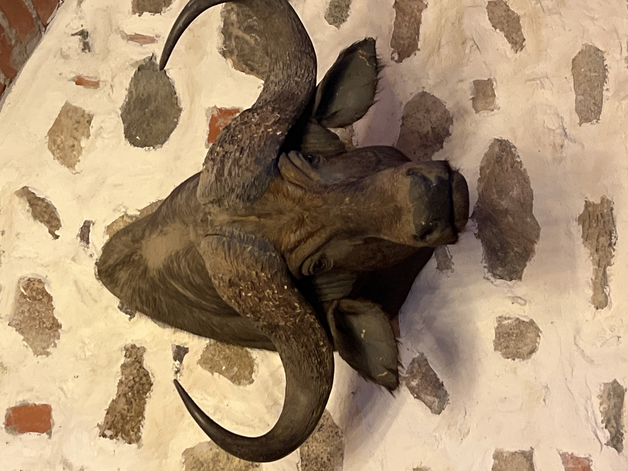 A taxidermied buffalo head mounted on a rustic stone wall is the subject of this close-up, eye-level, vertical, full-shot photograph. The buffalo head is dark brown with large, curved horns and a solemn expression. The wall behind it is made of rough, irregularly shaped stones embedded in a lighter-colored mortar. Some of the stones are reddish-brown, while others are grayer. The lighting appears to be warm, casting subtle shadows and highlighting the texture of the wall and the buffalo's fur. The overall impression is one of a hunting trophy displayed indoors, possibly in a lodge or restaurant. The location in Trakai, Lithuania is not visually discernible from the image itself.
