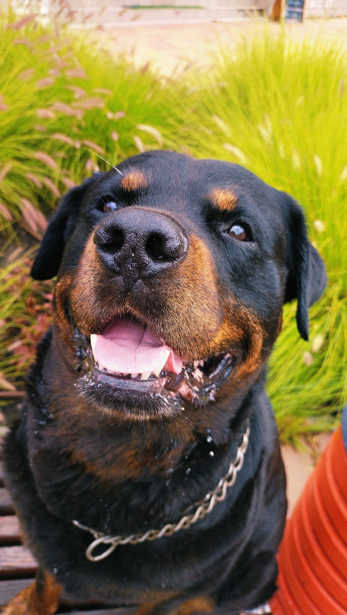A close-up, vertical shot captures a Rottweiler dog from the chest up, outdoors. The dog is facing directly at the camera, with its mouth open and tongue lolling out, giving it a happy or panting appearance. Its black fur is accented with brown markings on its muzzle, eyebrows, and chest. A silver chain collar is visible around its neck.
The background is softly blurred, featuring tall, green grasses with some hints of brown, suggesting a natural or garden setting. The lighting appears to be natural daylight, casting a warm glow on the dog.
The image does not contain any information that would allow for its location to be identified as the city of Horishni Plavni, Ukraine.