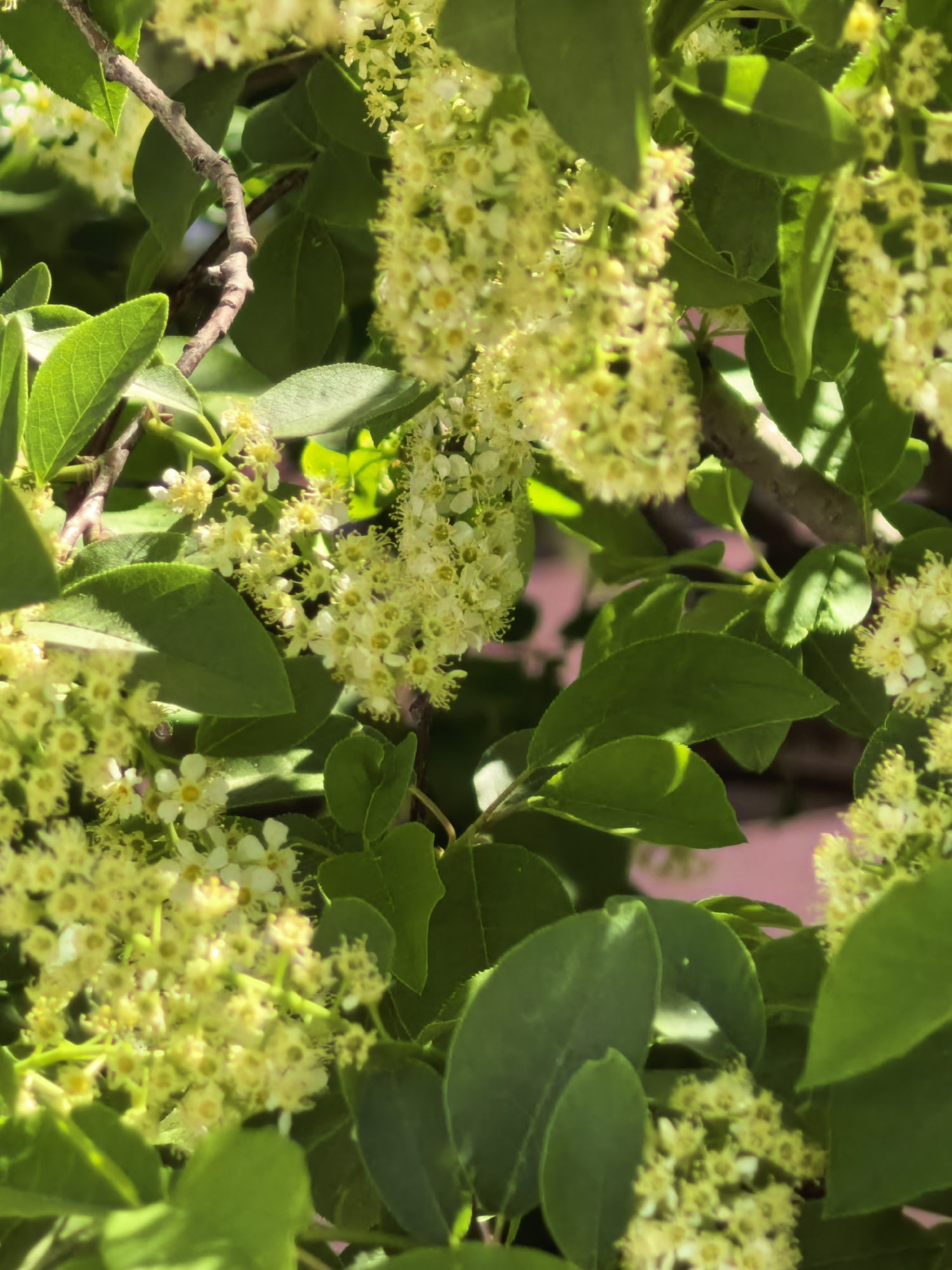 The image shows a close-up of a flowering tree or shrub with small, light yellow or white flowers clustered together in inflorescences. The leaves are green, oval-shaped, and have smooth edges. The background is blurred, but a pink or light-colored surface is visible, possibly a wall or building. There are no people visible in the image, and the scene appears to be a natural setting, possibly in a park or garden. The context of Sterlitamak, Russia, suggests the image was taken there, but the exact location within the city is not discernable from the image.