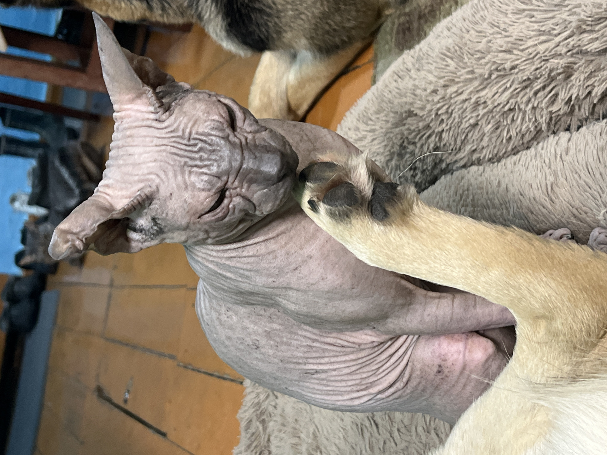 An indoor scene shows a Sphynx cat and a dog. The Sphynx cat, with wrinkled pink skin, is seated on a fluffy gray blanket and is looking down at its paws. A tan dog's paw is reaching towards the cat. The floor appears to be made of wood planks, and there are other animals and furniture visible in the background. The image was taken in Nizhny Tagil, Russia.