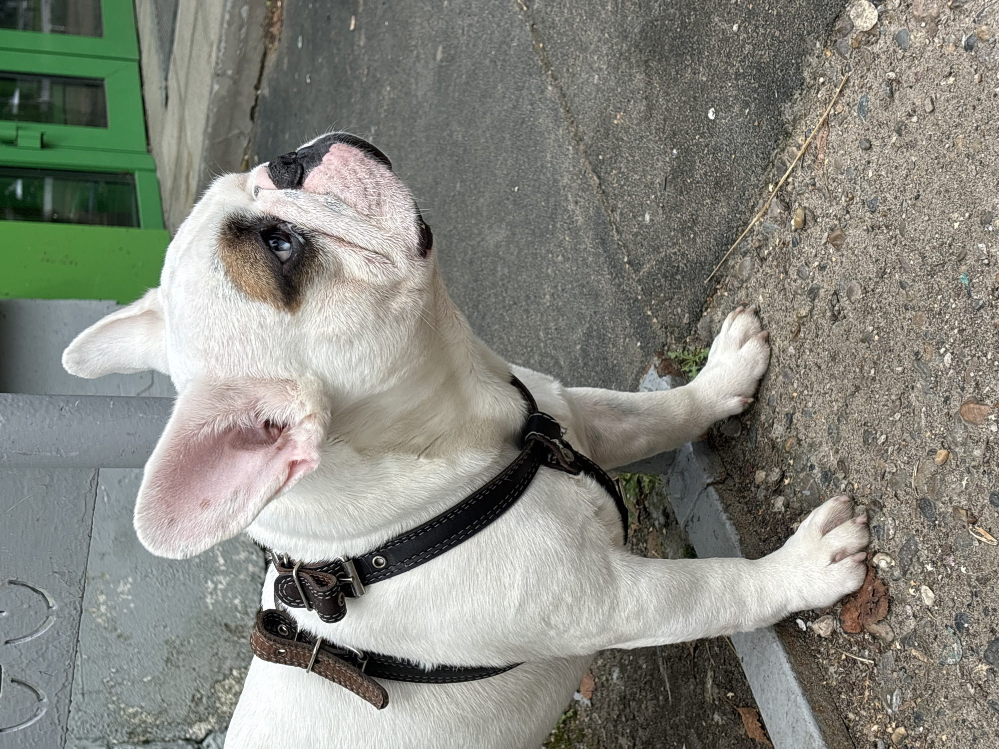 A white French bulldog stands on a paved surface near a building with green doors. The dog is wearing a black leather harness. The background consists of a concrete wall and a sidewalk. The lighting suggests it is daytime. The image appears to have been taken in the city of Chaikovsky, Russia.