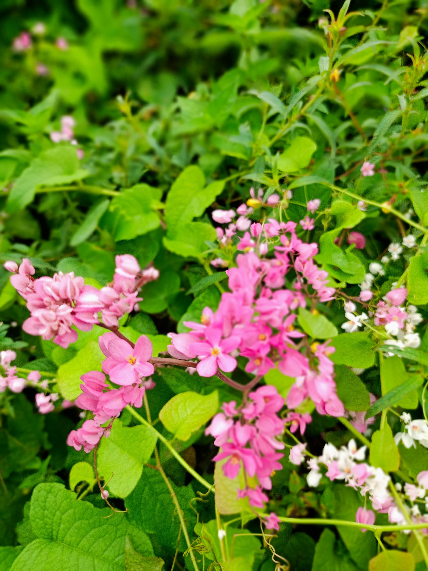 This is a close-up image of flowering vines with vibrant pink and white flowers intertwined amongst lush green foliage. The leaves vary in shape, some broad and textured, others smaller and more slender. The location, Uteunreutoh, Indonesia, suggests a tropical environment conducive to this type of plant growth. The image focuses on the textural contrast and color dynamics of the flowers and leaves. No people, subjects, objects, actions, or interactions are visible. The environment is simply the plant itself.