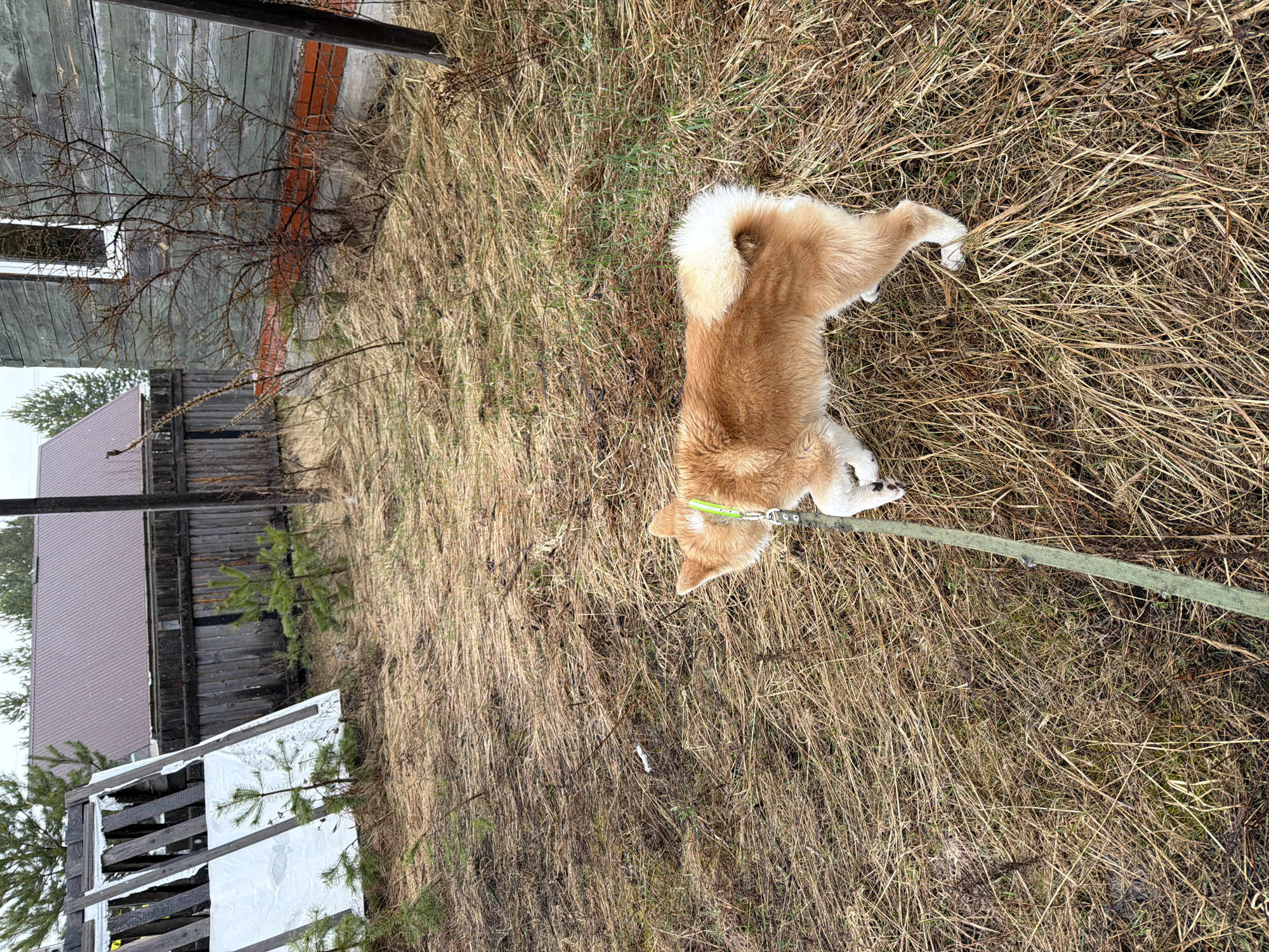 A fawn and white dog, consistent with a Shiba Inu or Akita breed, is depicted standing outdoors on an expanse of dry, yellowish-brown grass and weeds. The dog wears a bright green collar, from which a thick green leash extends towards the lower right of the frame. Its head is lowered, seemingly sniffing the dry, matted grass or observing something on the ground. The dog has characteristic white markings on its paws and belly, and a fluffy, curled tail.
In the background to the left, a weathered wooden building, possibly a house or shed, features grey-green painted planks and a small white-framed window. A red brick foundation is visible beneath it. Sparse, bare tree branches are in the foreground, partially obscuring the building. Further back, a dark wooden fence runs horizontally across the scene. Beyond this fence, another building with a dark, possibly corrugated metal roof can be seen.
The scene suggests a rural or semi-rural setting, indicative of late autumn or early spring due to the dormant vegetation and bare trees. The ground is dry, with some patches of greener growth interspersed within the brown grass. The overall lighting suggests an overcast daytime sky. No people are visible, and there is no visible text in the image.