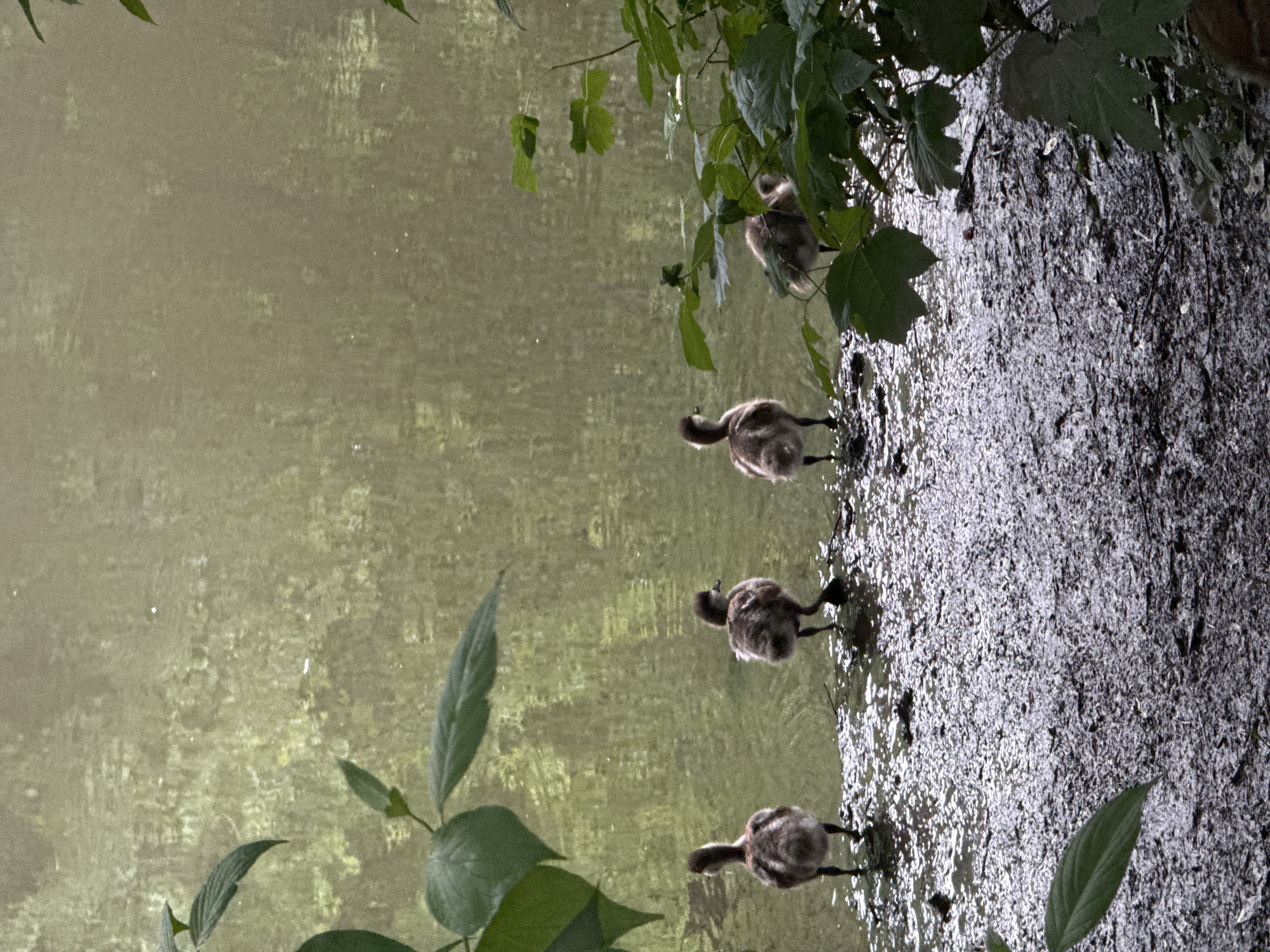 In a naturalistic outdoor setting, four young geese stand on a muddy embankment bordering a body of water. The geese are facing away from the viewer and towards the water, their downy brown and white plumage is visible. The water, likely a pond or lake, has a muted green hue with subtle reflections of the surrounding vegetation. Lush green leaves from nearby plants frame the scene from the left and right, suggesting a park or wooded area. The ground beneath the geese is a mixture of dark mud and water, with scattered twigs and debris. The overall impression is one of a tranquil moment in nature, with the young birds at the edge of their environment. The location is not specified in Moscow, Russia.