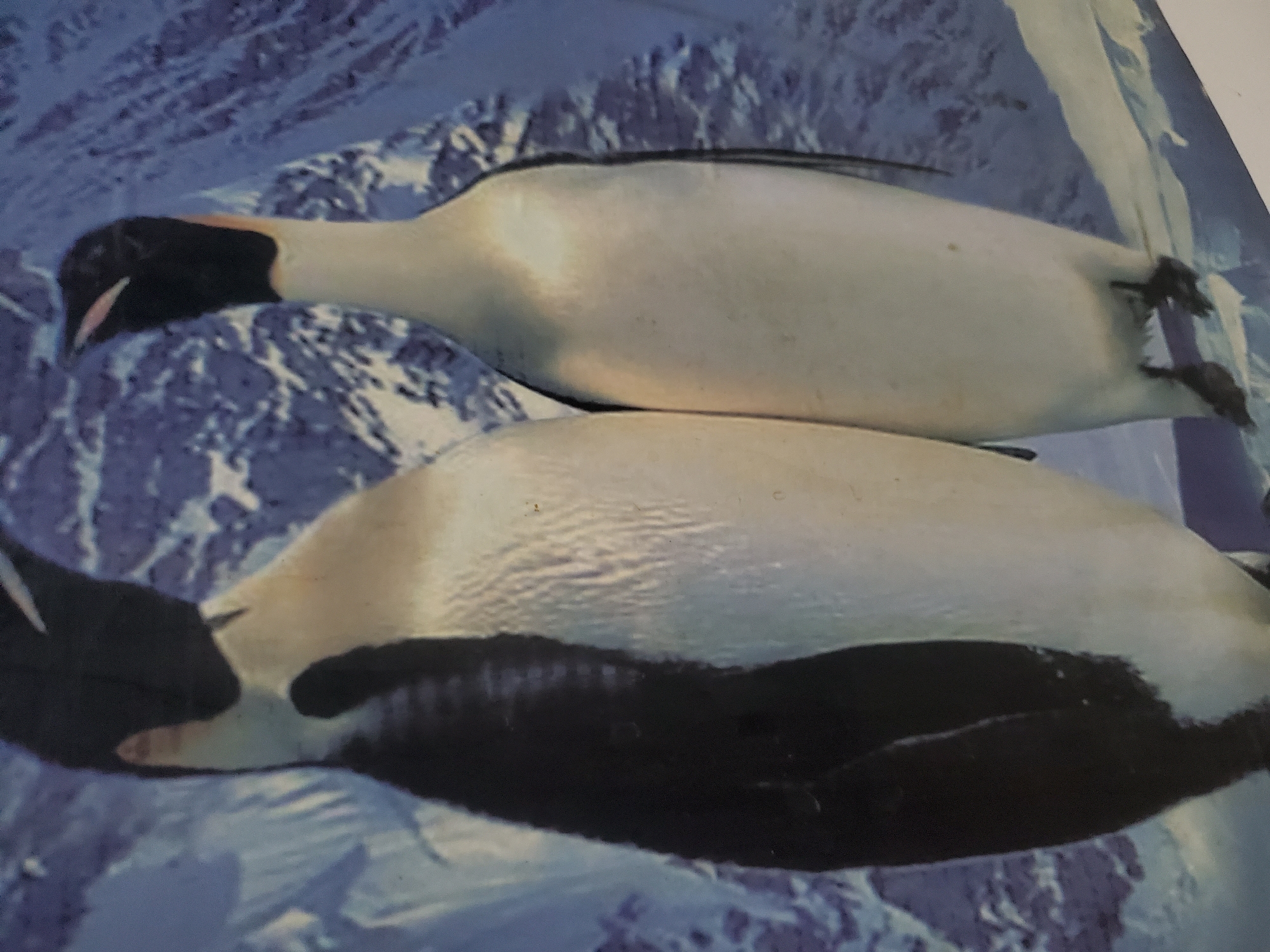 The image shows two emperor penguins standing side-by-side against a backdrop of snow-covered mountains. The penguin on the left is larger and facing mostly towards the viewer, while the penguin on the right is slightly smaller and facing away from the viewer. Both penguins have black heads and backs, with white chests and bellies. They are standing on what appears to be ice or snow. The environment suggests a cold, polar region. There is no discernible connection to the city of Jos, Nigeria, as the scene depicts an Antarctic landscape.
