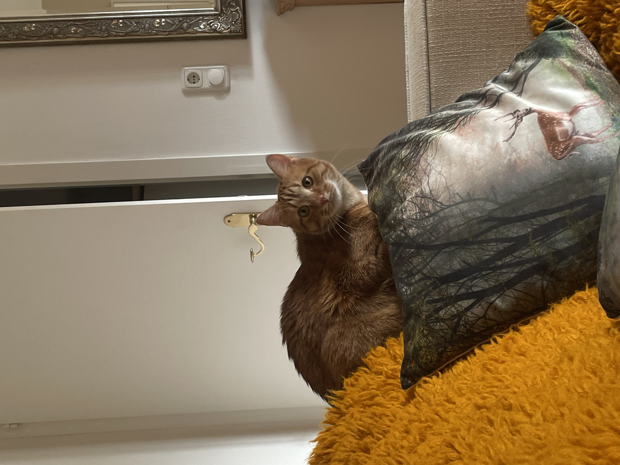 A medium shot captures an orange tabby cat positioned on top of a large, orange, fuzzy object, partially obscured by a pillow. The pillow features an image of a deer in a forest scene. The cat is angled towards the camera with a curious expression.
In the background, a section of a white wall is visible, featuring an electrical outlet. A portion of a mirror with an ornate frame is also visible at the top of the frame. The location of the photograph is Unknown, Unknown.