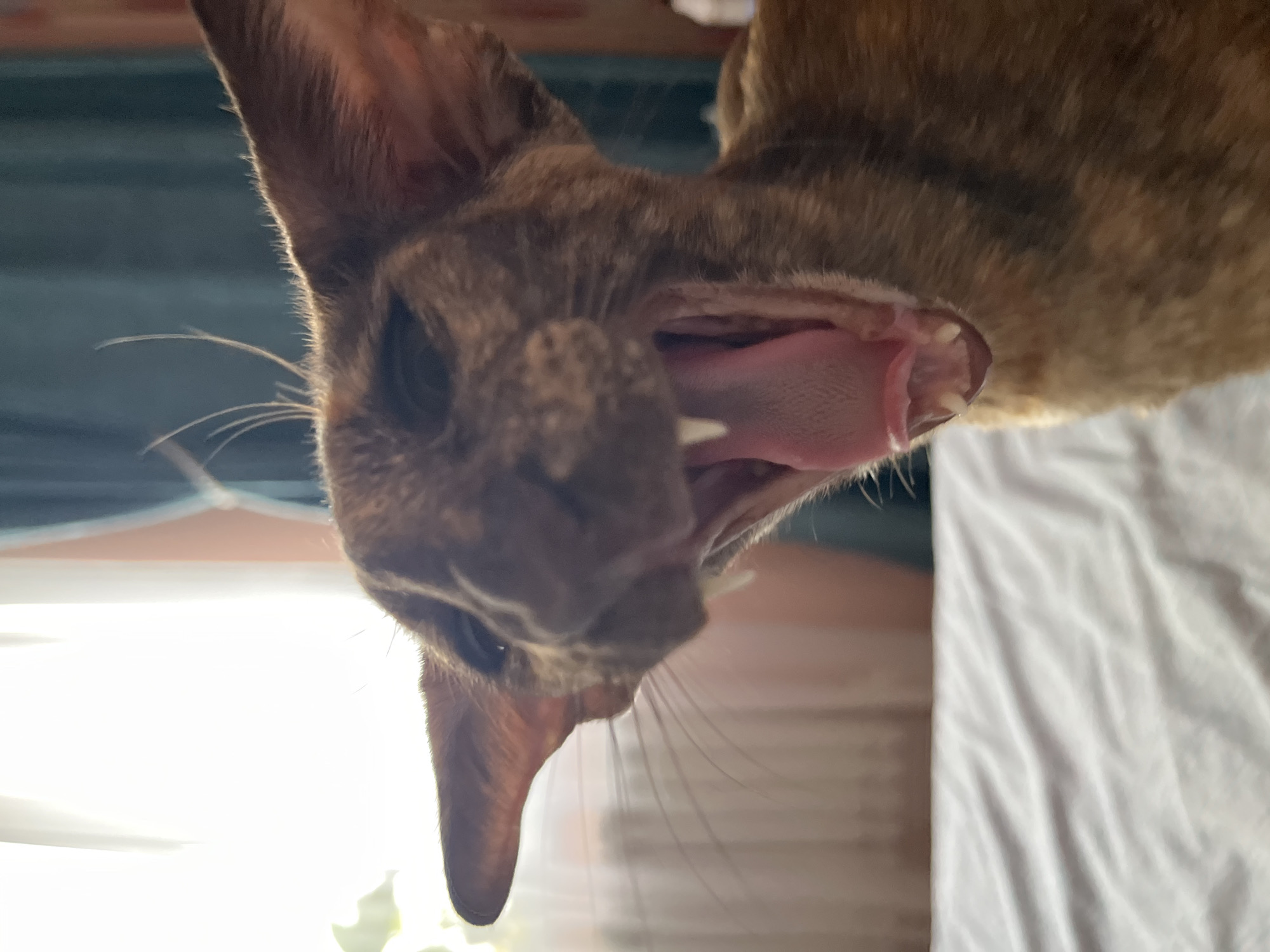 A close-up, low-angle shot depicts a brown and brindle cat with its mouth wide open, exposing its pink tongue and teeth. The cat's head fills the majority of the frame. The cat is upside down. The background includes a white fabric surface, possibly a bed sheet. The location is not discernible.