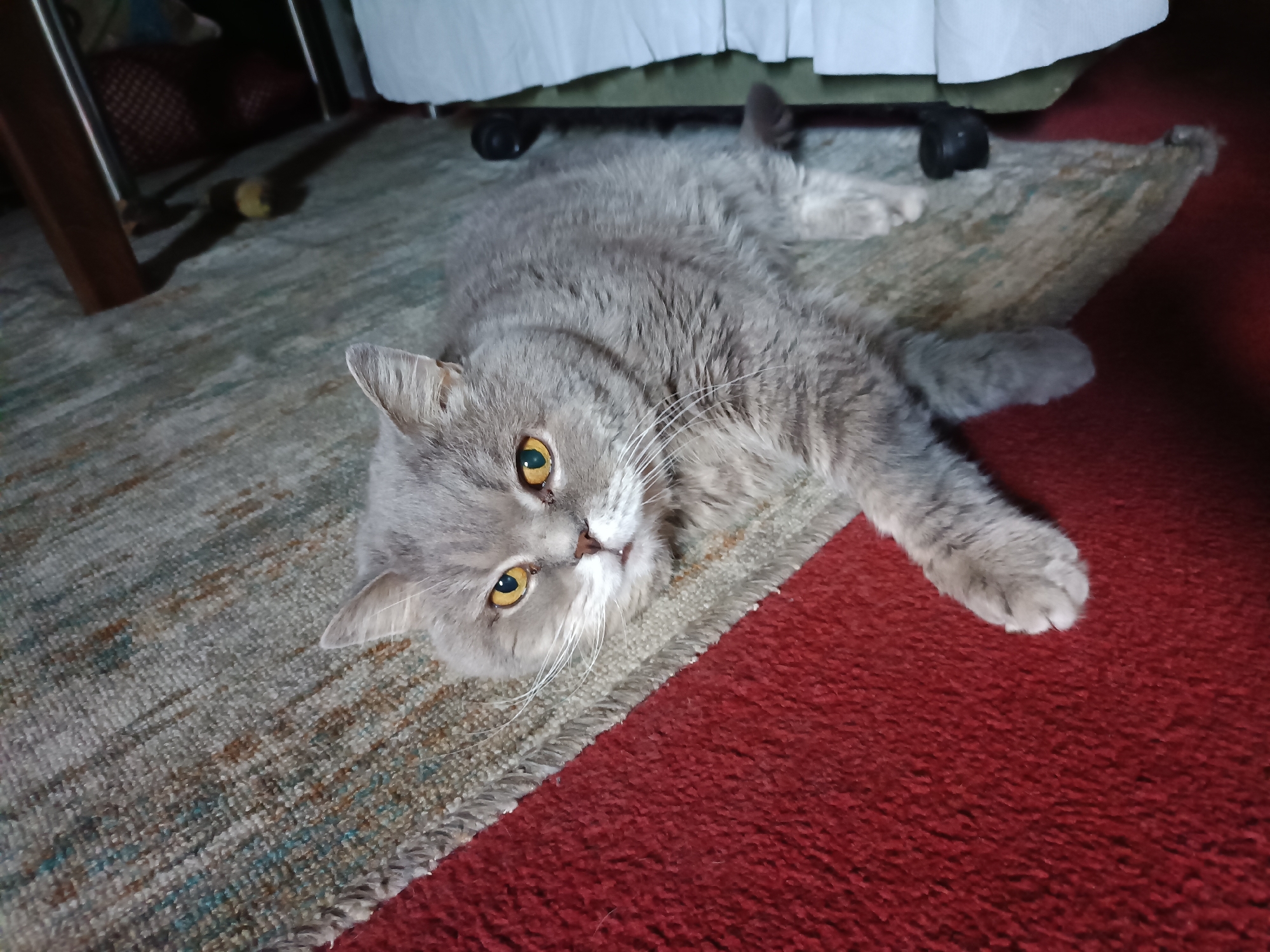 A gray cat lies on a rug near a piece of furniture. The cat is on its back with its paws in the air. The rug is red and has a pattern of blue and brown. The furniture is brown and has metal legs. There is a white sheet draped over the furniture. The scene is indoors. The image was taken in the city of Bataysk, Russia.