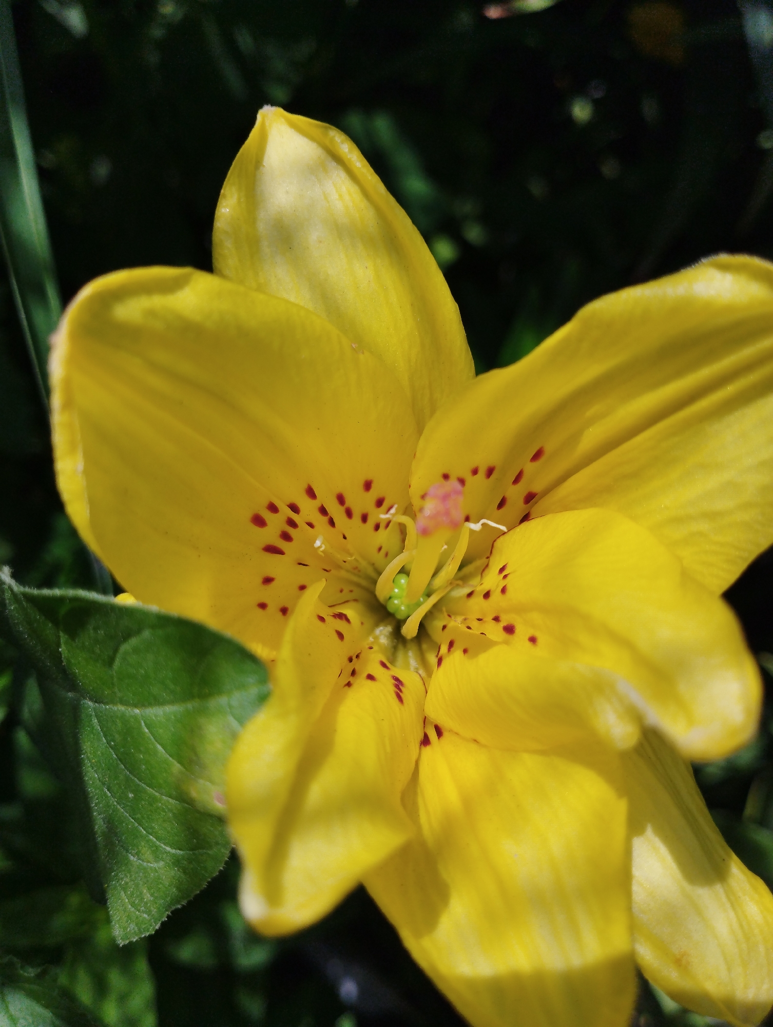 A close-up, eye-level, natural light photograph shows a vibrant yellow lily flower in bloom, set against a dark green, out-of-focus background. The lily's petals are a bright yellow, with some appearing slightly translucent due to the sunlight. Small, irregular red spots are scattered across the surface of some petals, concentrated towards the center of the flower. The stamen and pistil are visible in the center, appearing pale green and a light pinkish hue. Two green leaves are partially visible on the left side of the frame, one in sharp focus and the other blurred. The overall impression is one of delicate beauty and natural detail. This photograph was taken in the city of Temirtau, Kazakhstan, likely in a garden or park setting, given the presence of blooming flowers and foliage. There are no people or animals present in the image, and no specific actions or interactions are depicted. The scene is static and focuses solely on the botanical subject.