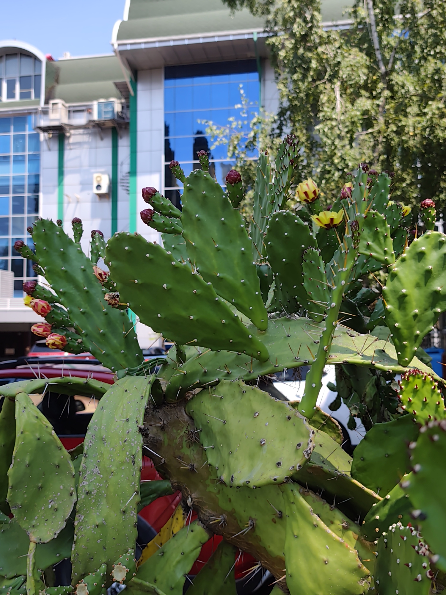 A close-up, sunlit, eye-level outdoor shot features a prickly pear cactus with vibrant green paddles and numerous pink buds, some of which are beginning to open into yellow and red flowers. Spiky areoles dot the cactus pads. In the background, a modern building with blue windows and a green roof is visible, along with lush green trees. Cars are partially visible behind the cactus. The scene appears to be a city street or park in Sochi, Russia.