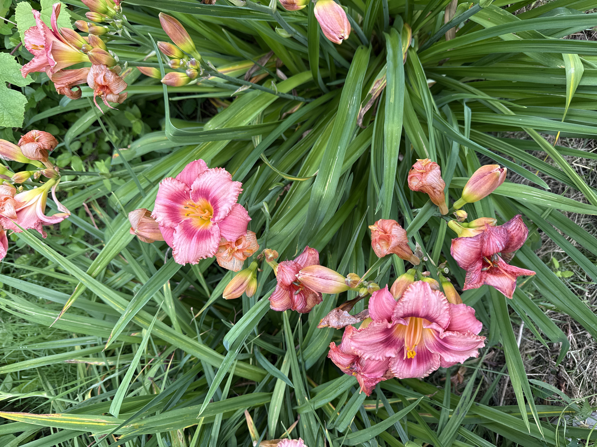 A close-up, high-angle, vertical shot captures a cluster of blooming and budding daylilies amidst lush green foliage. The daylilies exhibit varying shades of pink and salmon, with some fully open and others in bud stages. The surrounding leaves are long, green, and sword-like, with some displaying yellow variegation. The ground beneath is partially visible, showing dry grass and soil. This image does not contain any information that would allow for localization to a specific city or country, including Mahilyow, Belarus.