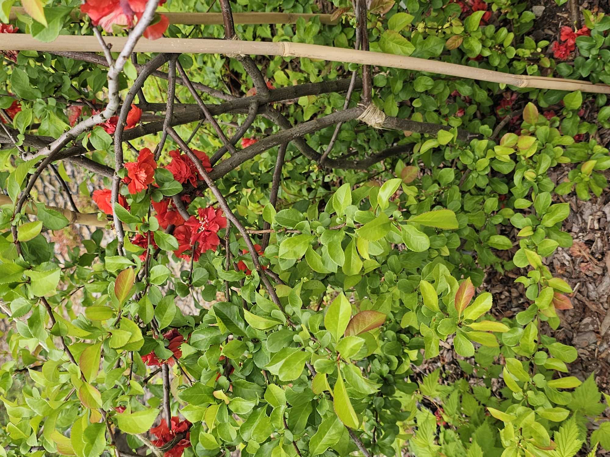 This image captures a close-up view of a vibrant flowering shrub, most likely a Flowering Quince (Chaenomeles), set in an outdoor garden environment. The shrub is adorned with numerous striking red flowers, featuring multiple petals and prominent yellow centers, which stand out against a backdrop of lush green leaves. Many of the newer leaves exhibit reddish-brown tips and margins, suggesting active growth.
The plant's branches are dark brown and woody, intricately intertwining. Several light-colored bamboo poles are visible, running horizontally through the foliage, acting as supports or part of a trellis system for the shrub. These bamboo stakes are secured to the plant's branches at various points with natural-colored twine or rope, indicating careful cultivation and training.
The ground beneath the shrub is partially visible, showing patches of dark brown soil covered with wood chips or mulch. The lighting suggests it is daytime, with diffused light illuminating the scene, as harsh shadows are absent. No people or specific activities are depicted, though the presence of the bamboo supports implies human intervention for gardening or plant maintenance. The overall scene conveys a sense of natural beauty and careful tending, characteristic of a garden setting in Березка Снт, Красногорский район, Russia. There is no visible text in the image.