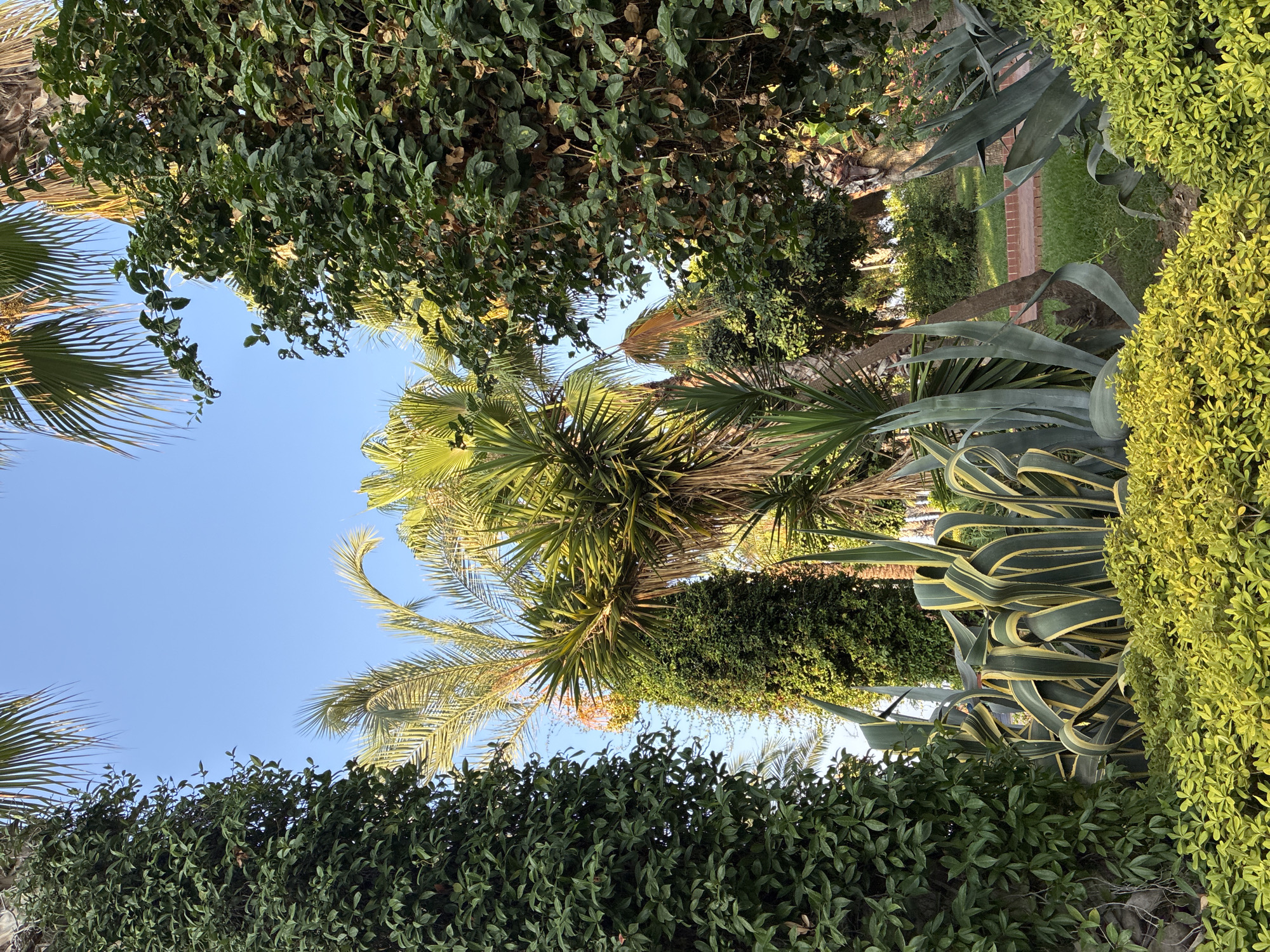 The image depicts a lush garden scene with a clear blue sky. In the foreground, there are several types of plants, including low-lying green bushes with small leaves and taller, spiky plants with green and yellow variegated leaves. Behind these, various trees and palms are visible, with some leaves appearing yellowed, suggesting a dry or mature state. Tall, dark green, columnar trees flank the sides of the frame. Sunlight illuminates the scene, casting some areas in bright light and others in shadow. The setting appears to be a park or botanical garden, likely in a warm climate given the vegetation. This type of landscaping is common in tourist areas and resorts, potentially in Alanya, Turkey, a city known for its coastal gardens and palm-lined streets. There are no people or animals visible in the image.