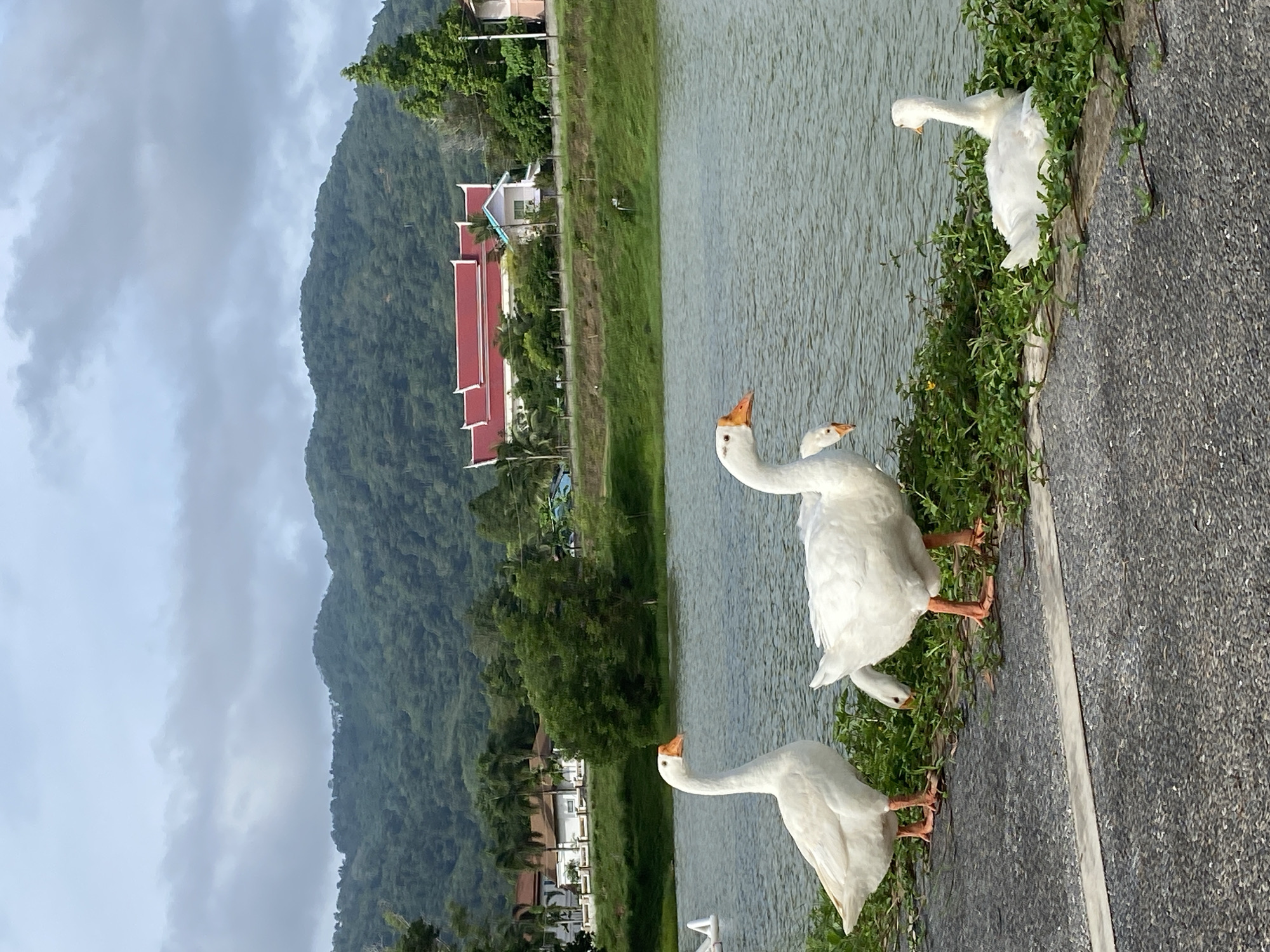 The image depicts a lakeside scene in Choeng Thale, Thailand. Four white geese are positioned along the concrete edge of the lake. Green vegetation grows along the concrete, and the lake extends behind them. A building with a red roof and a white building are visible beyond the lake, nestled among trees. A large, green mountain forms the backdrop. The sky is overcast with grey clouds.
