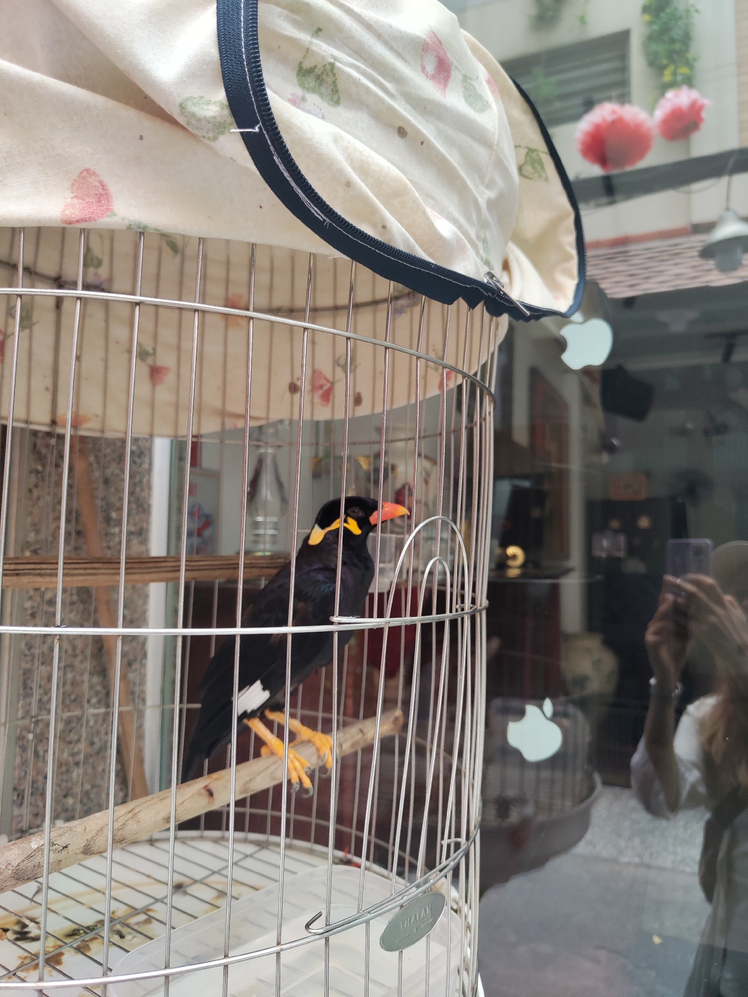 A close-up, slightly high-angle shot depicts a black myna bird inside a silver wire birdcage. The bird is perched on a wooden dowel. It has yellow facial markings, an orange beak, and yellow legs. The cage is partially covered with a floral patterned cloth on top with a dark blue trim. Through the cage bars, a reflection of a street scene is visible, including a person holding a phone, an Apple logo sticker on the window, part of a building, and other vague shapes. The city of Thủ Đức, Vietnam, is mentioned in the metadata. The lighting is bright.