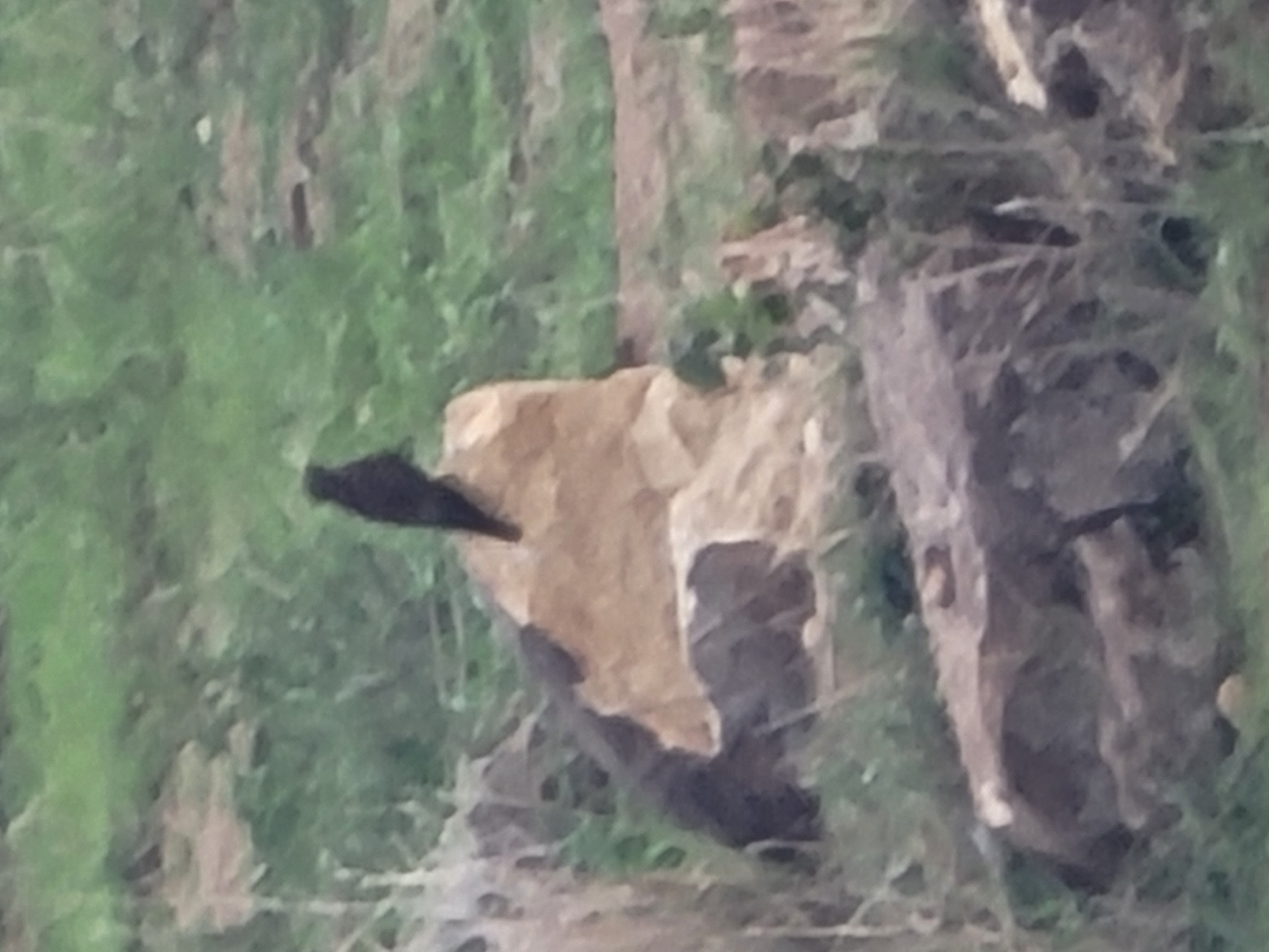 A blurry, low-resolution image shows a single dark bird perched on a light-colored rock. The background consists of out-of-focus green foliage and a rocky, uneven terrain. The image does not provide any specific details that would allow for the determination of its location within Barakin Akawo, Nigeria, or any information about people, actions, or interactions. The scene appears to be an outdoor natural environment.