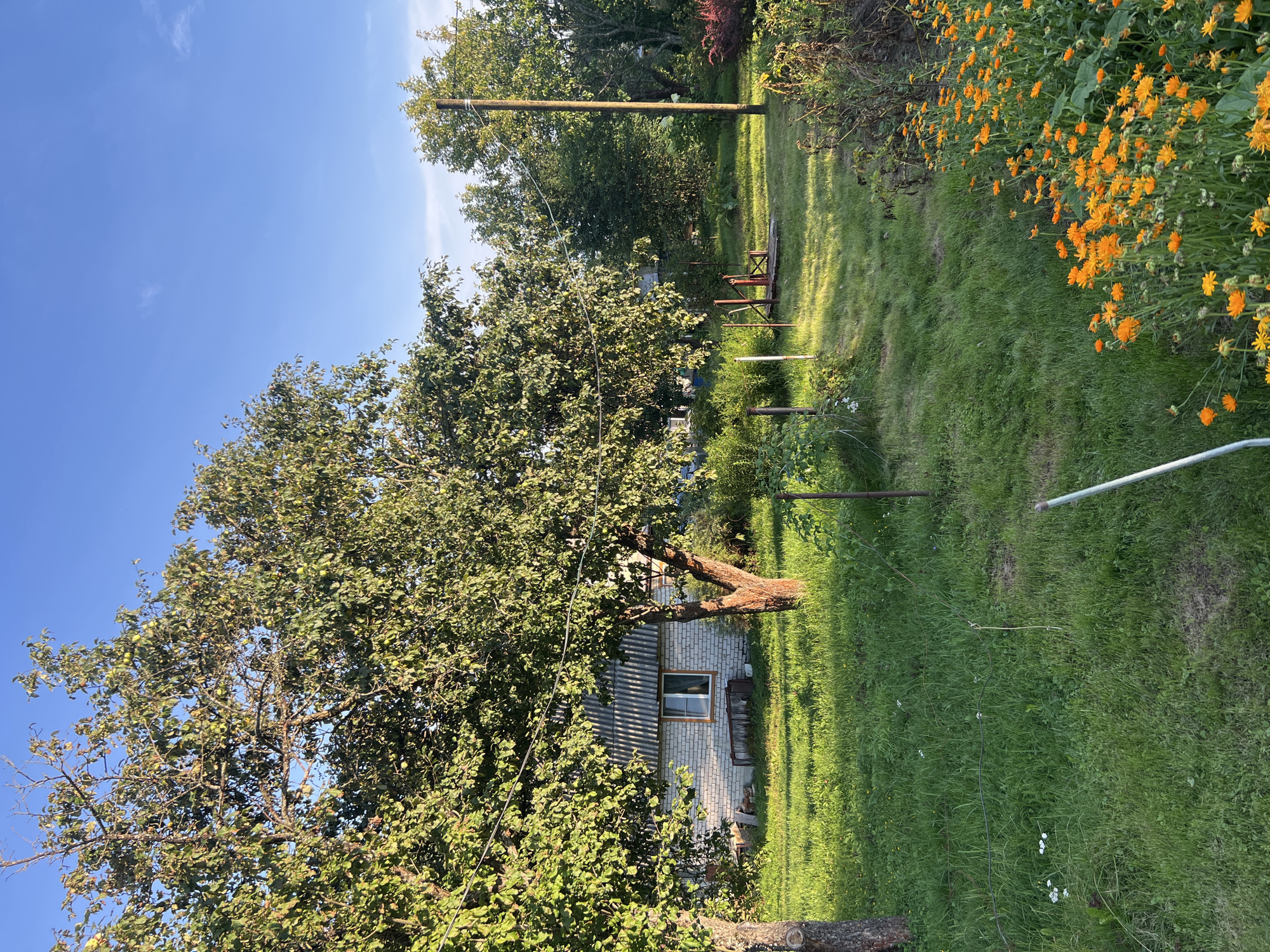 The image depicts a rural backyard scene in the village of Strakhovo (Sitnikovskii S/S), Russia, under a clear blue sky with sparse white clouds. Sunlight casts long shadows across the neatly mowed green grass, illuminating a patch of vibrant orange marigold flowers in the foreground on the right. A weathered wooden pole stands tall in the middle ground, likely supporting utility lines, and is surrounded by lush greenery.
To the left, a small, light-colored brick house with a corrugated roof is partially obscured by the branches of a mature apple tree. The tree, laden with green fruit, dominates the left side of the frame, its trunk gnarled and brown. In front of the house, a collection of discarded wooden planks and a metal object lie on the grass. Further back, more trees and bushes create a dense backdrop.
Several thin metal stakes are visible in the grass, likely serving as supports for plants or garden boundaries. A light-colored, thin object, possibly a pole or stake, is also present in the lower right portion of the frame. The overall impression is one of a well-maintained, tranquil domestic space in a rural setting during daylight hours. No people or animals are visible in the image.