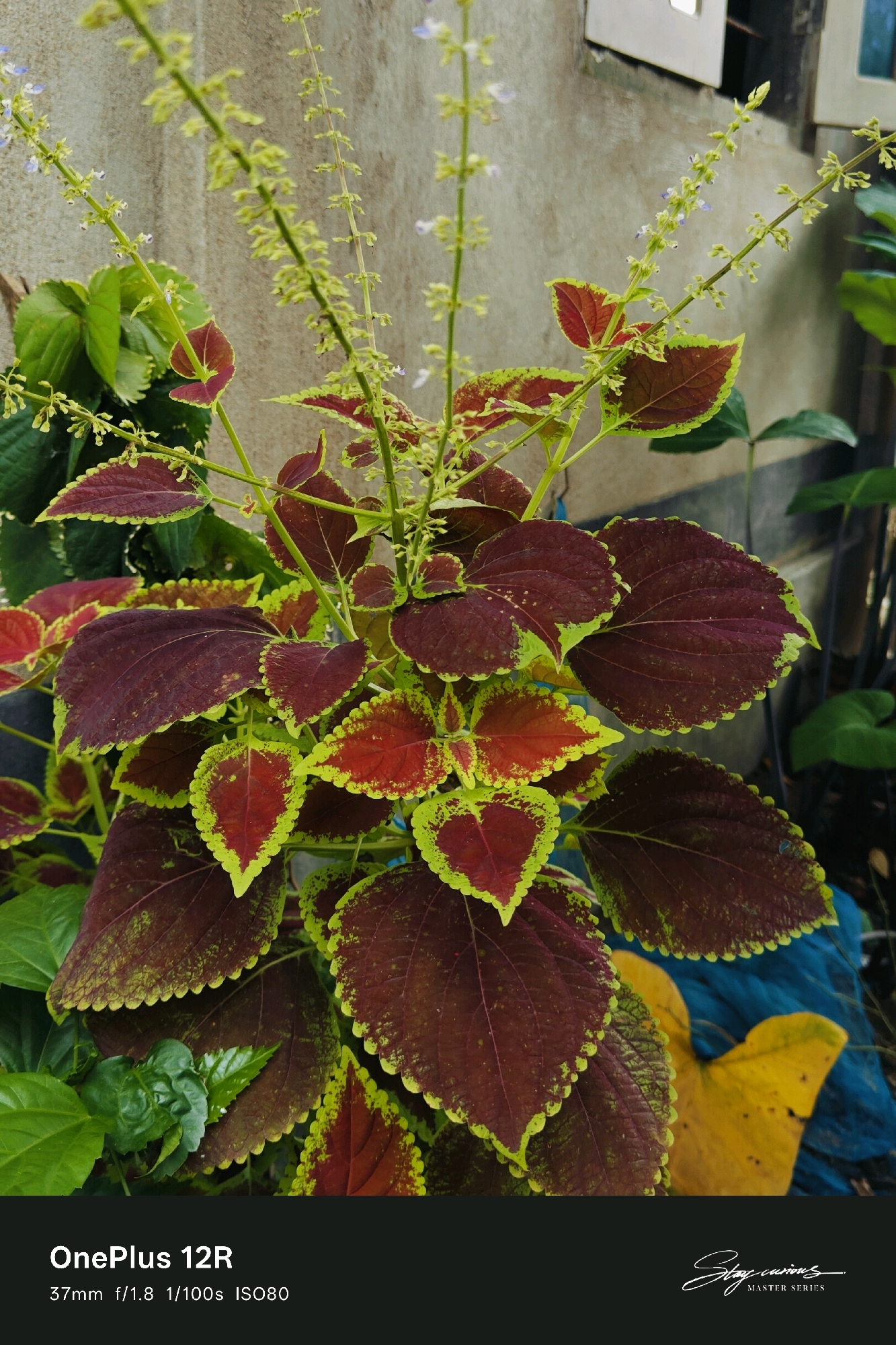 This is a close-up, eye-level, natural-light photograph of a coleus plant with dark maroon and lime green variegated leaves. The plant has tall, thin stalks with small, pale yellow and purple flowers. The background consists of a textured, light-colored concrete wall and some blurred green foliage. In the lower right corner, there is a bright yellow leaf, and behind it, a glimpse of blue material. The bottom of the image contains text overlays indicating the device used ("OnePlus 12R"), lens information ("37mm f/1.8 1/100s ISO80"), and a watermark ("Stay curious MASTER SERIES"). The setting appears to be an outdoor, possibly residential, area in Pipulbari Pt.IV, India, with a focus on the botanical subject matter. There are no people or animals visible in the frame.