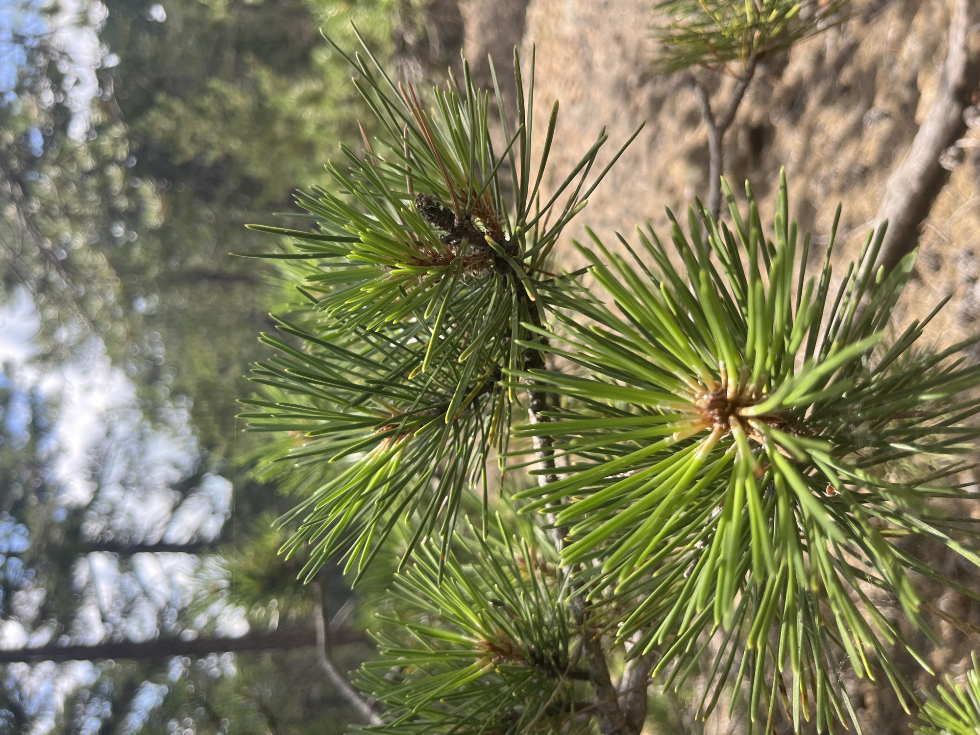 The image is a close-up, vertical shot of pine needles on a branch in the Troodos Mountains, Cyprus. The foreground is dominated by clusters of vibrant green pine needles, some showing hints of brown. In the background, the scene is blurred, revealing the characteristic bokeh effect of a forest environment with dappled sunlight filtering through the trees. The ground appears to be covered in dry pine needles and small cones. There are no people or animals visible in the image. The overall impression is one of a serene forest setting in the Troodos Mountains.