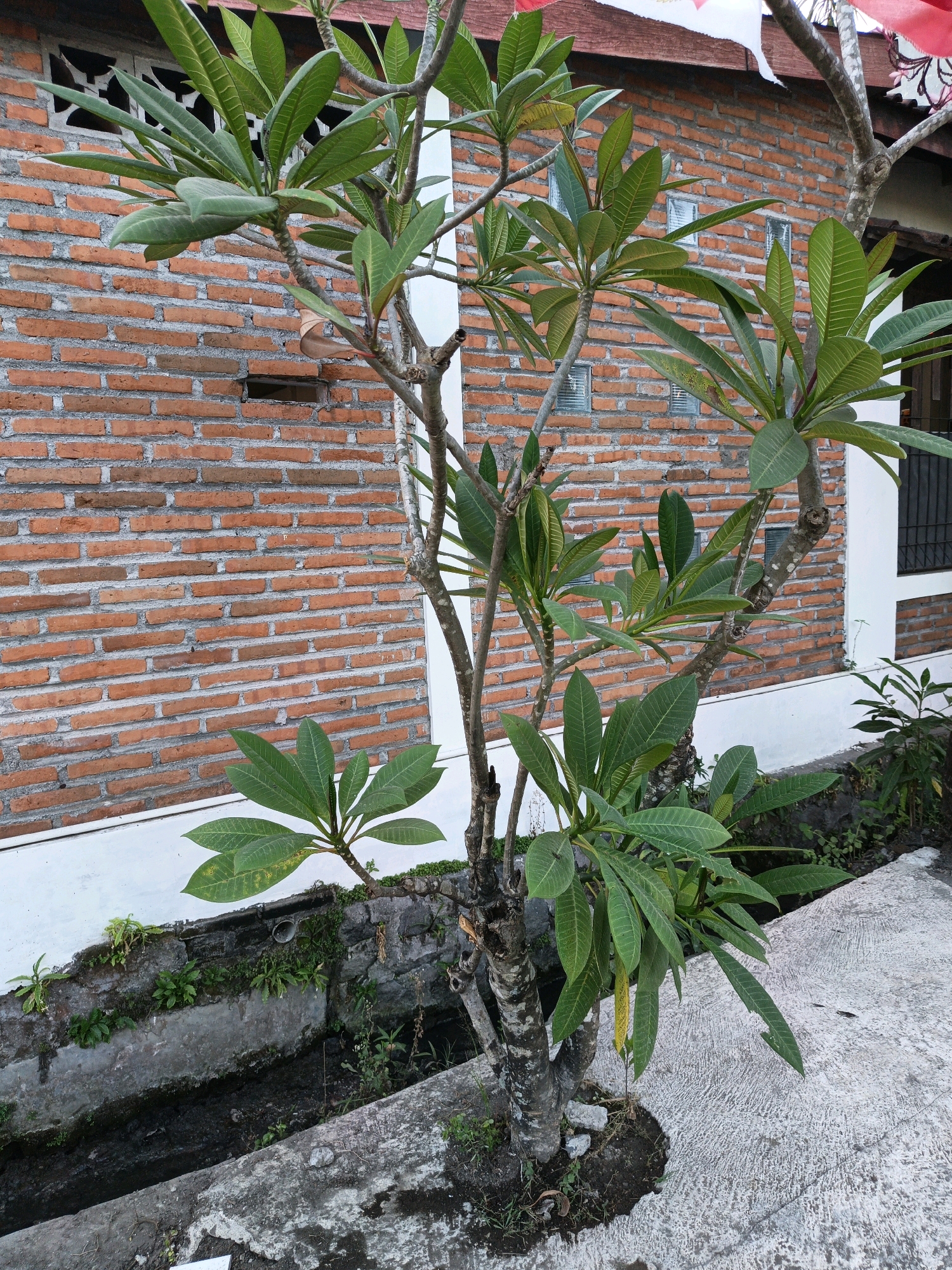 A frangipani tree with green leaves is positioned in front of a brick wall in the city of Klaten, Indonesia. The tree has a thick, textured trunk and branches extending upwards, with clusters of leaves at the tips. The brick wall, made of reddish-orange bricks with grey mortar, serves as the background. A white trim runs along the bottom of the wall. To the left of the tree, a narrow concrete channel or ditch is visible, containing some dark soil and sparse green vegetation. The ground in the foreground is covered with a rough, grey concrete surface. A small building with a red roof is partially visible at the top of the image. The scene appears to be an outdoor setting, possibly a residential or commercial area in Klaten.
