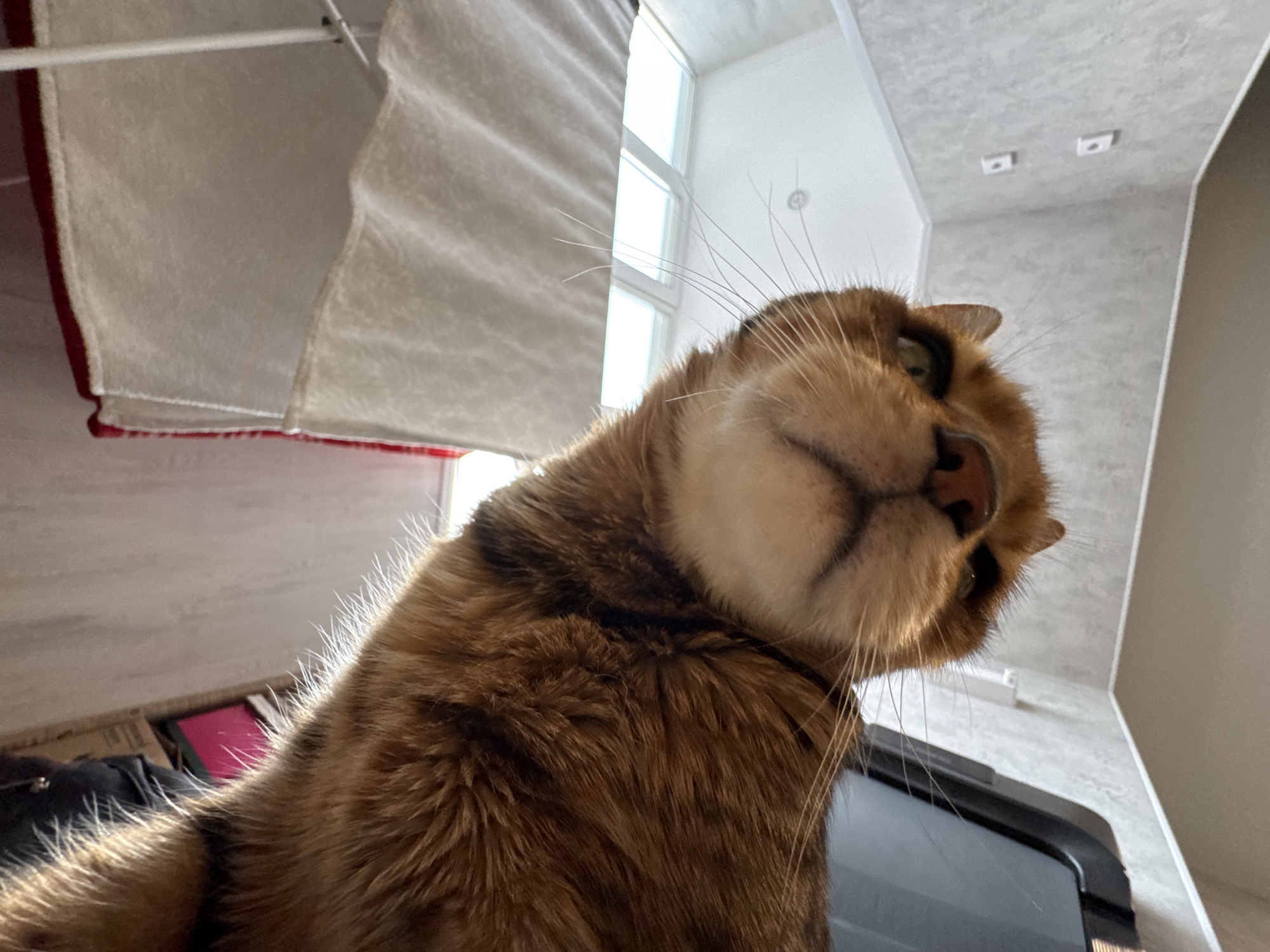 A low-angle, close-up shot features a brown tabby cat with a prominent nose and whiskers. The cat is positioned slightly off-center, with its head tilted towards the right of the frame. Behind the cat, a window lets in bright daylight, and the ceiling is visible. A laundry rack with clothing is in the upper left, and the wall is in the upper right.
